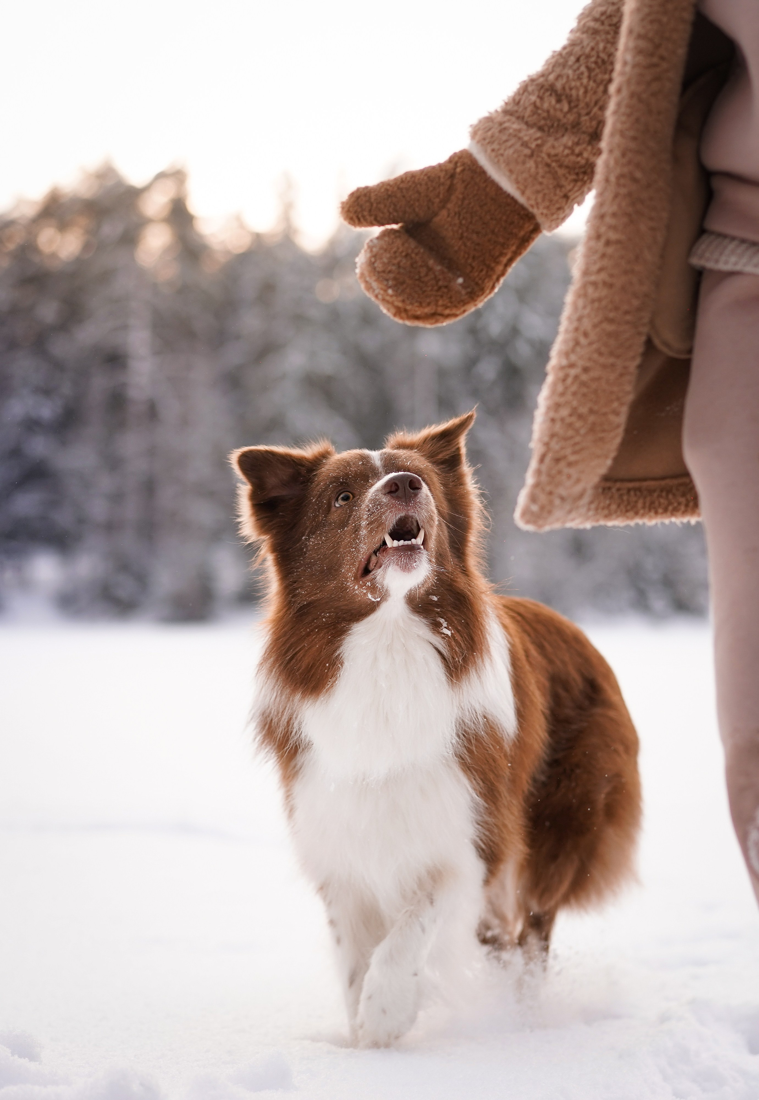 Катя и Ская. Фотограф-анималист в Санкт-Петербурге Яна Мартынова