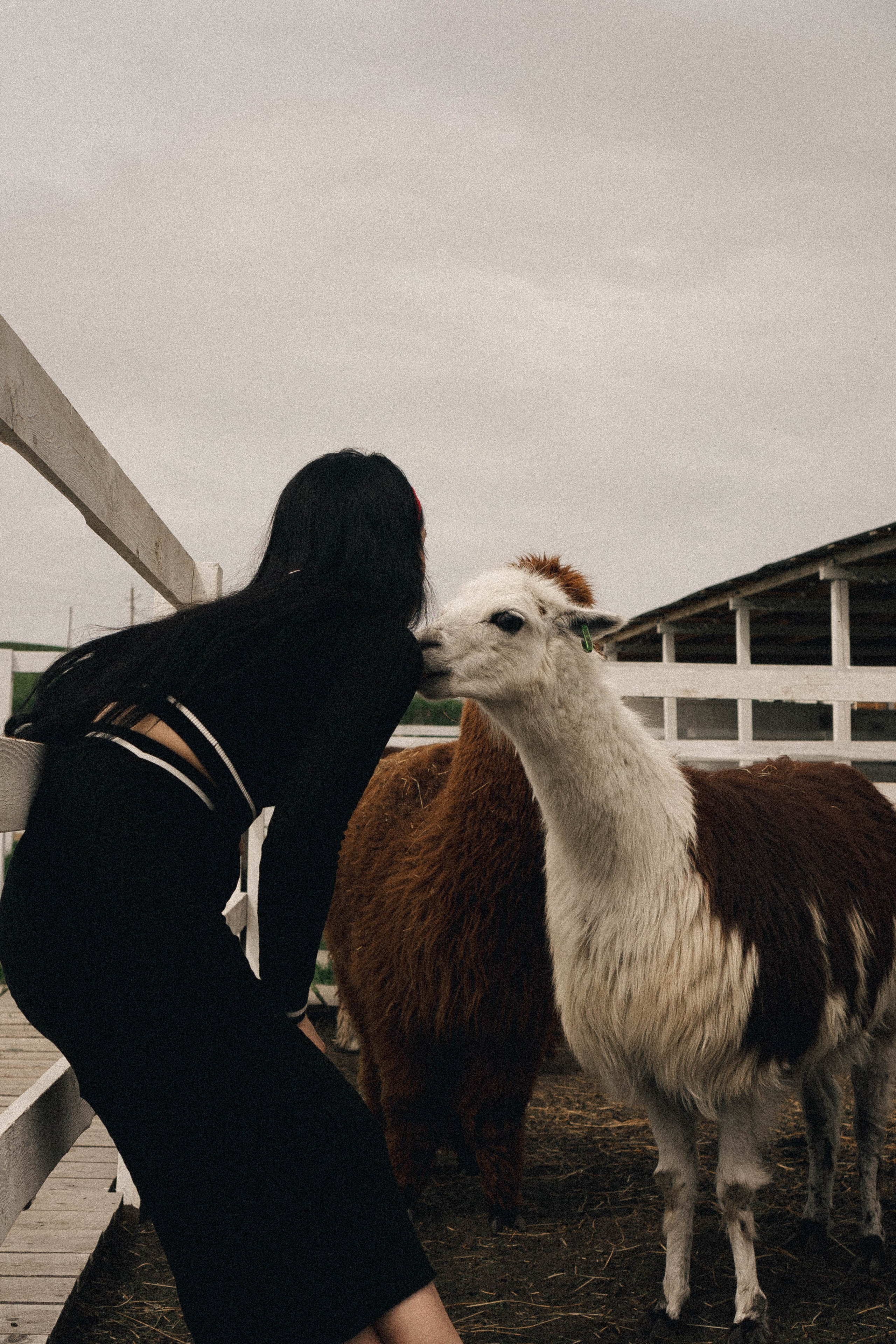 Ферма Альпак. Профессиональный фотограф, Санкт-Петербург — Виктория Богомолова