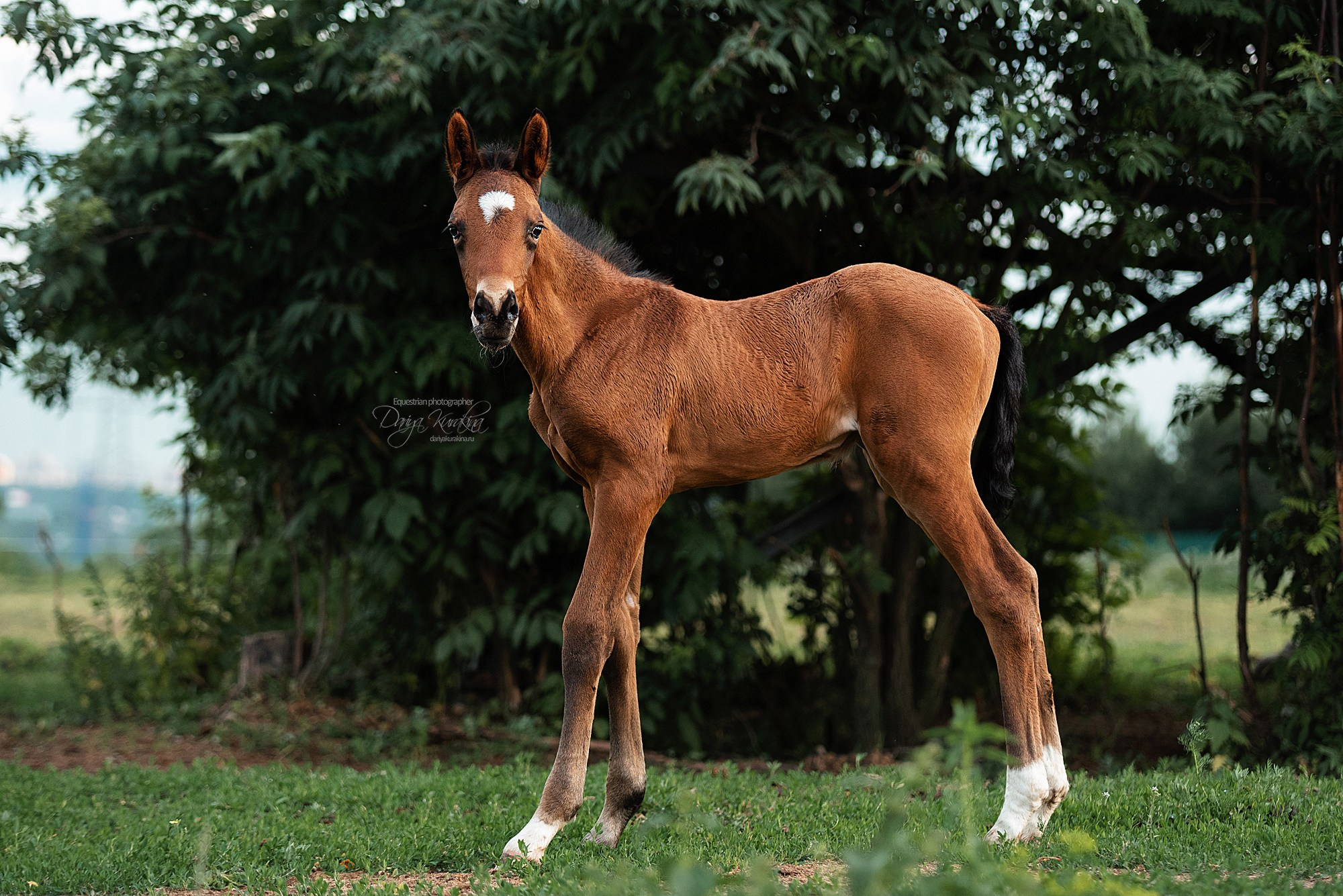 Малышка Кэндис. Конный фотограф Куракина Дарья • Фотосессии с лошадьми