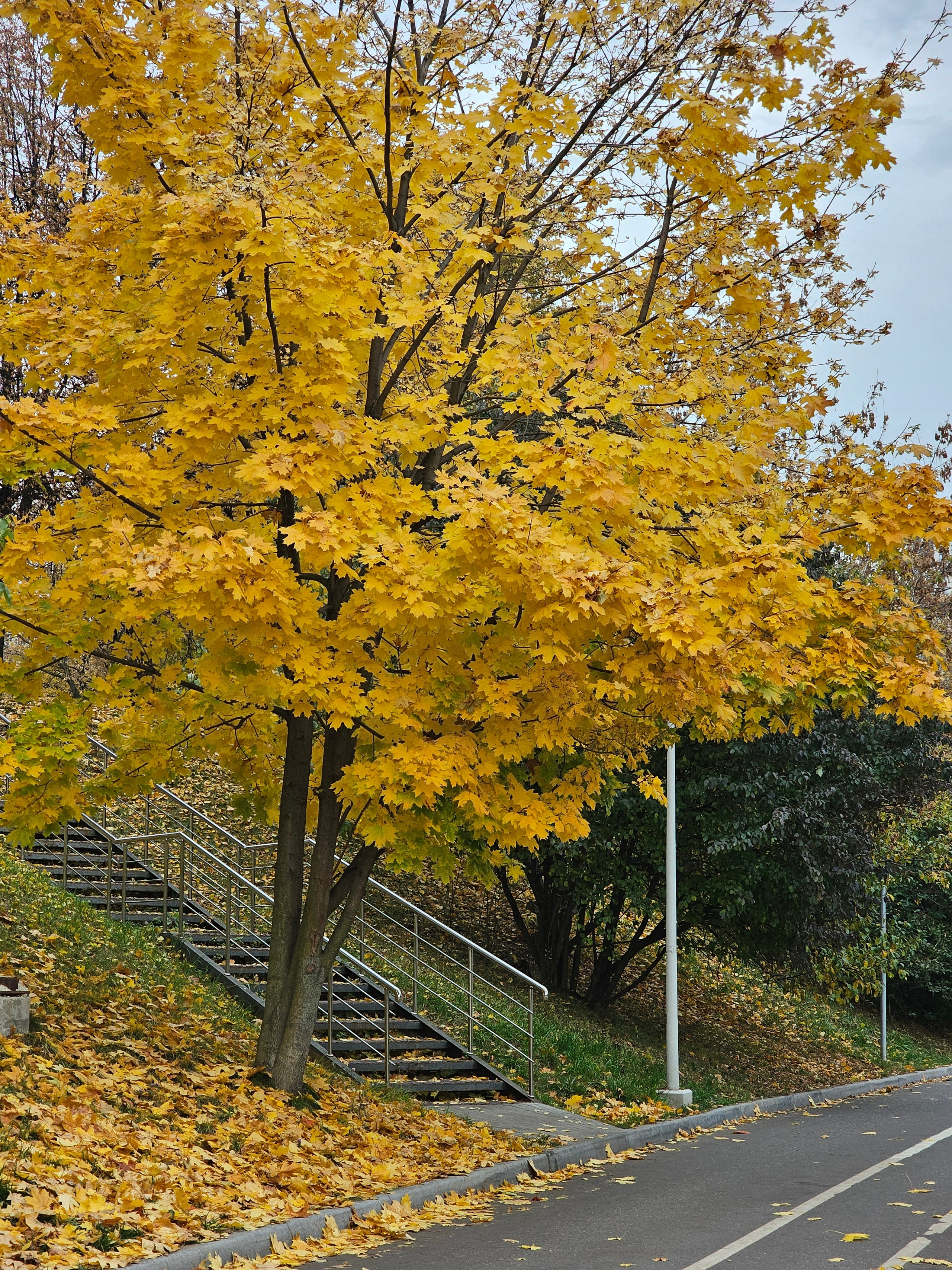 Вертикальный снимок ярко-желтого кленового дерева, стоящего у асфальтированной дорожки. За деревом видна современная металлическая лестница с перилами, ведущая вверх по склону, покрытому опавшими листьями и травой.