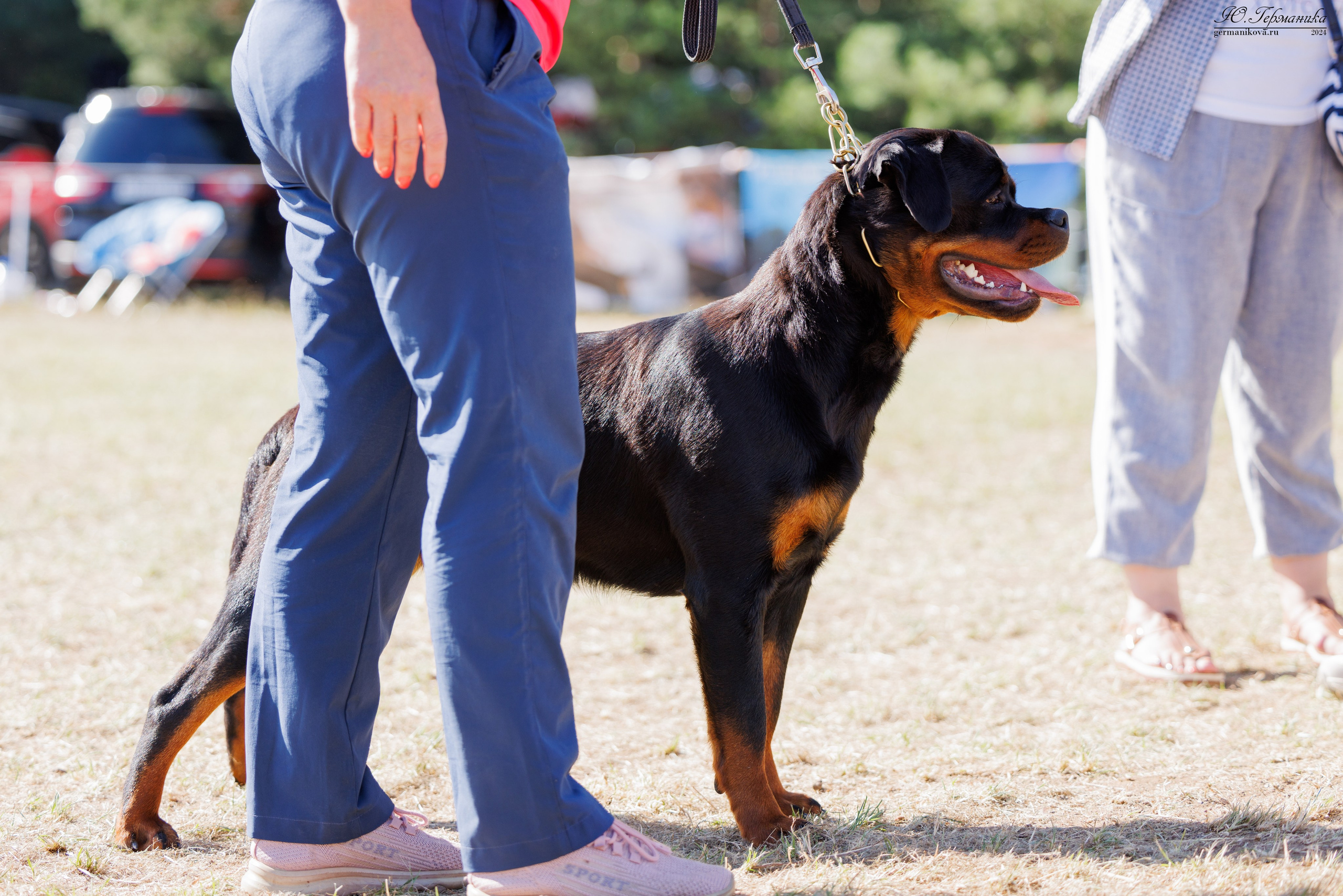 ПК и КЧК ротвейлеры Тверь 6-7.07.2024. Фотограф-анималист Юлия Германика