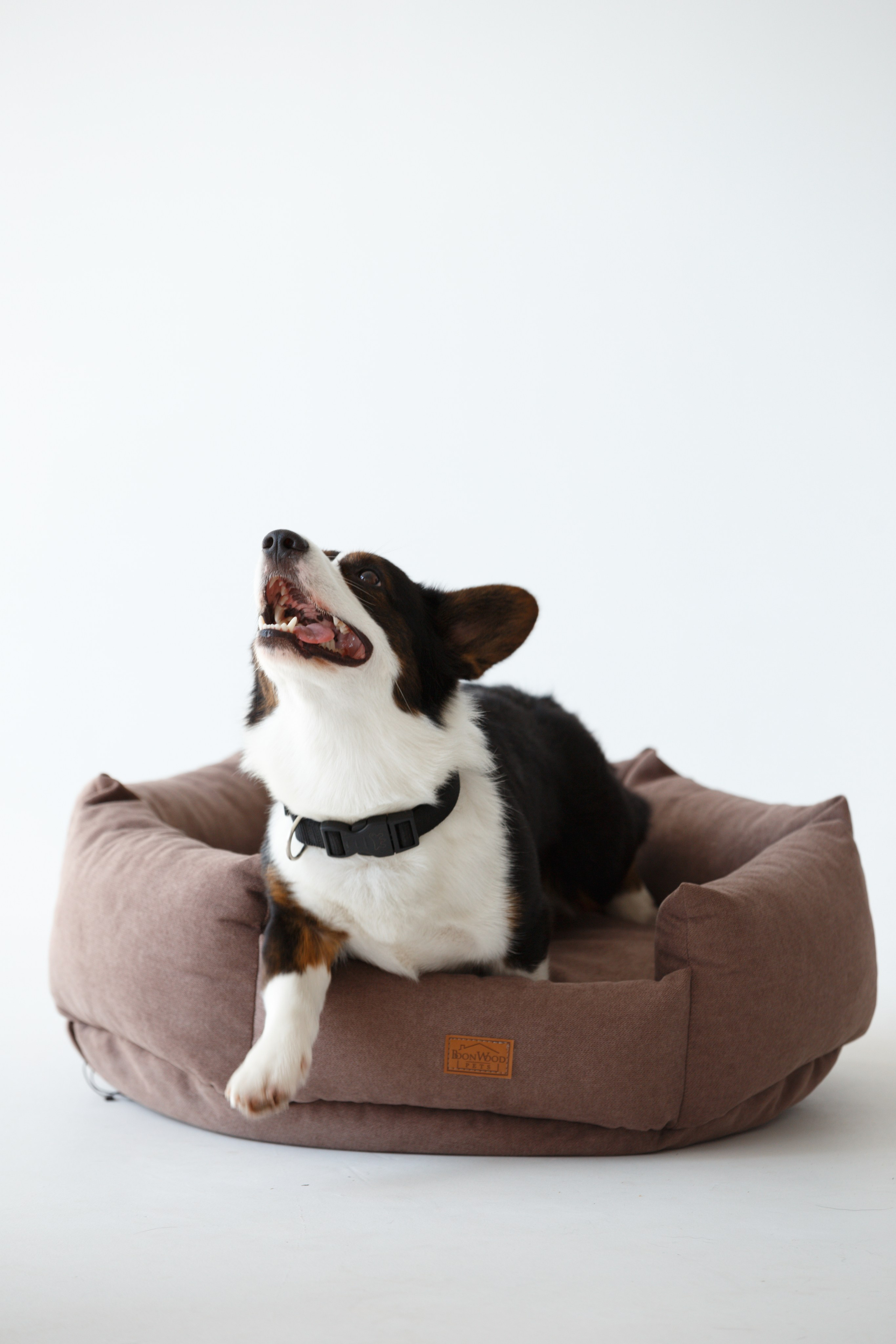 Boonwood Pets лежанки для животных. Фотограф анималист Кристина Карпова, Москва