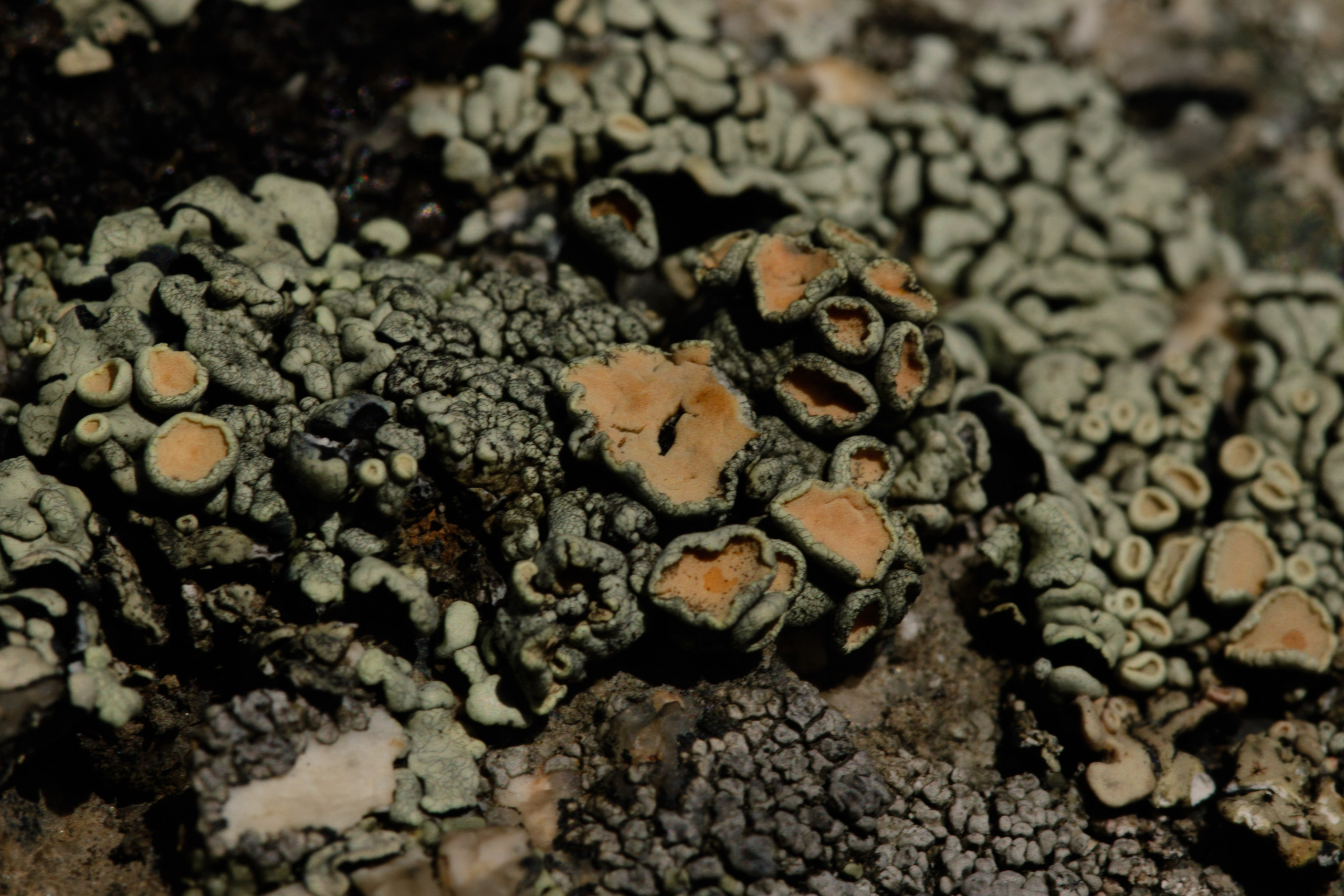 Горный Алтай. Фотограф Кирилл Мешков Кемерово