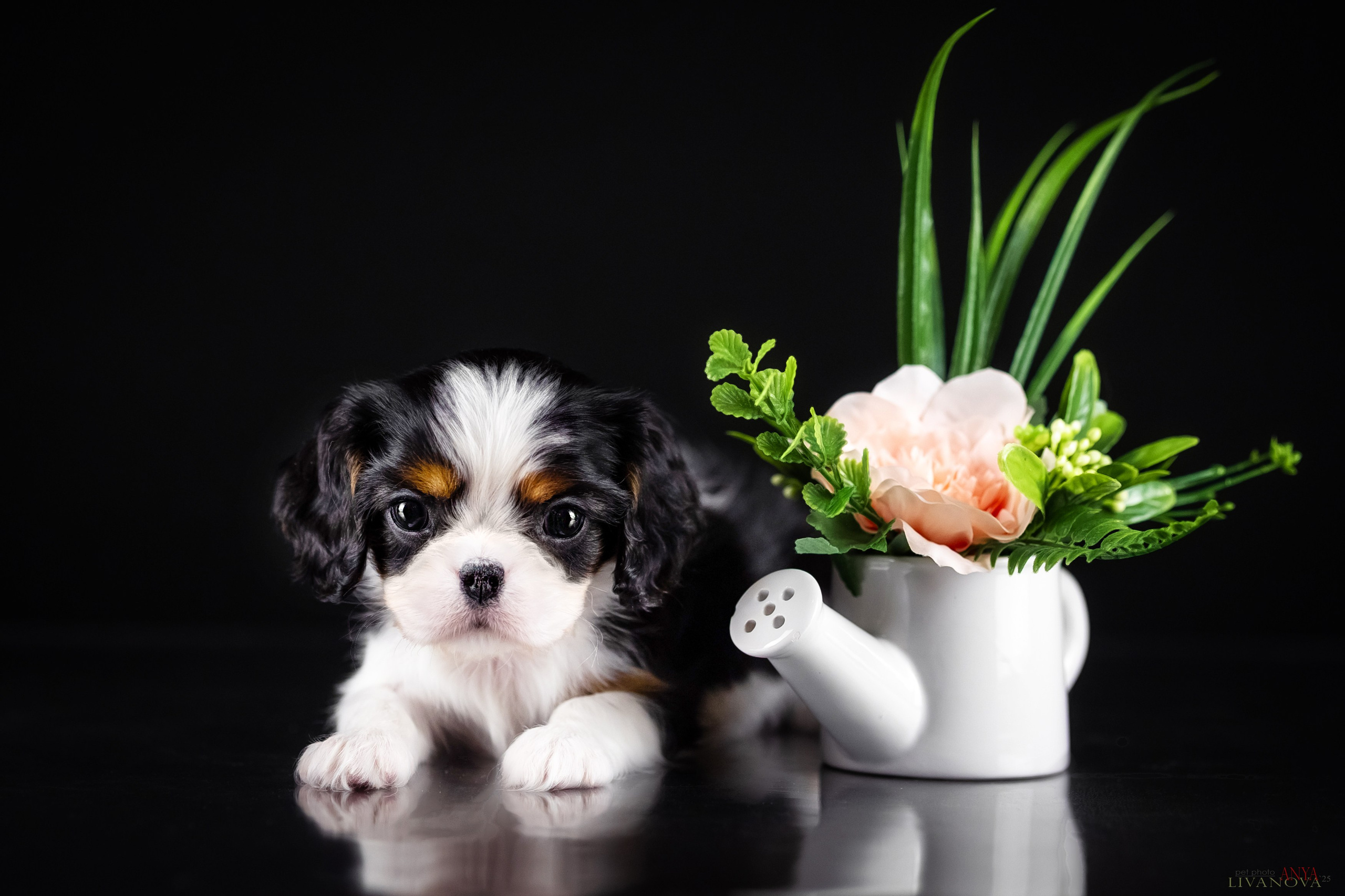 Кавалерчики. Фотограф анималист Аня Ливанова | Рыбинск