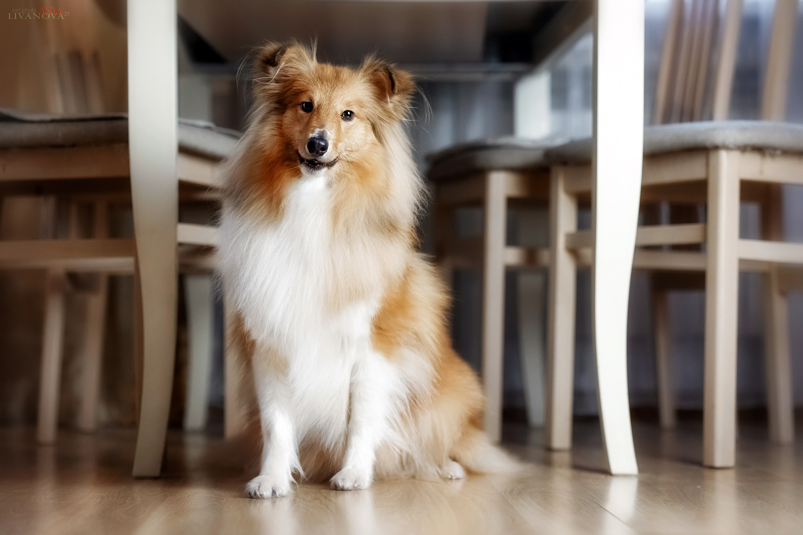 Ника. Фотограф анималист Аня Ливанова | Рыбинск