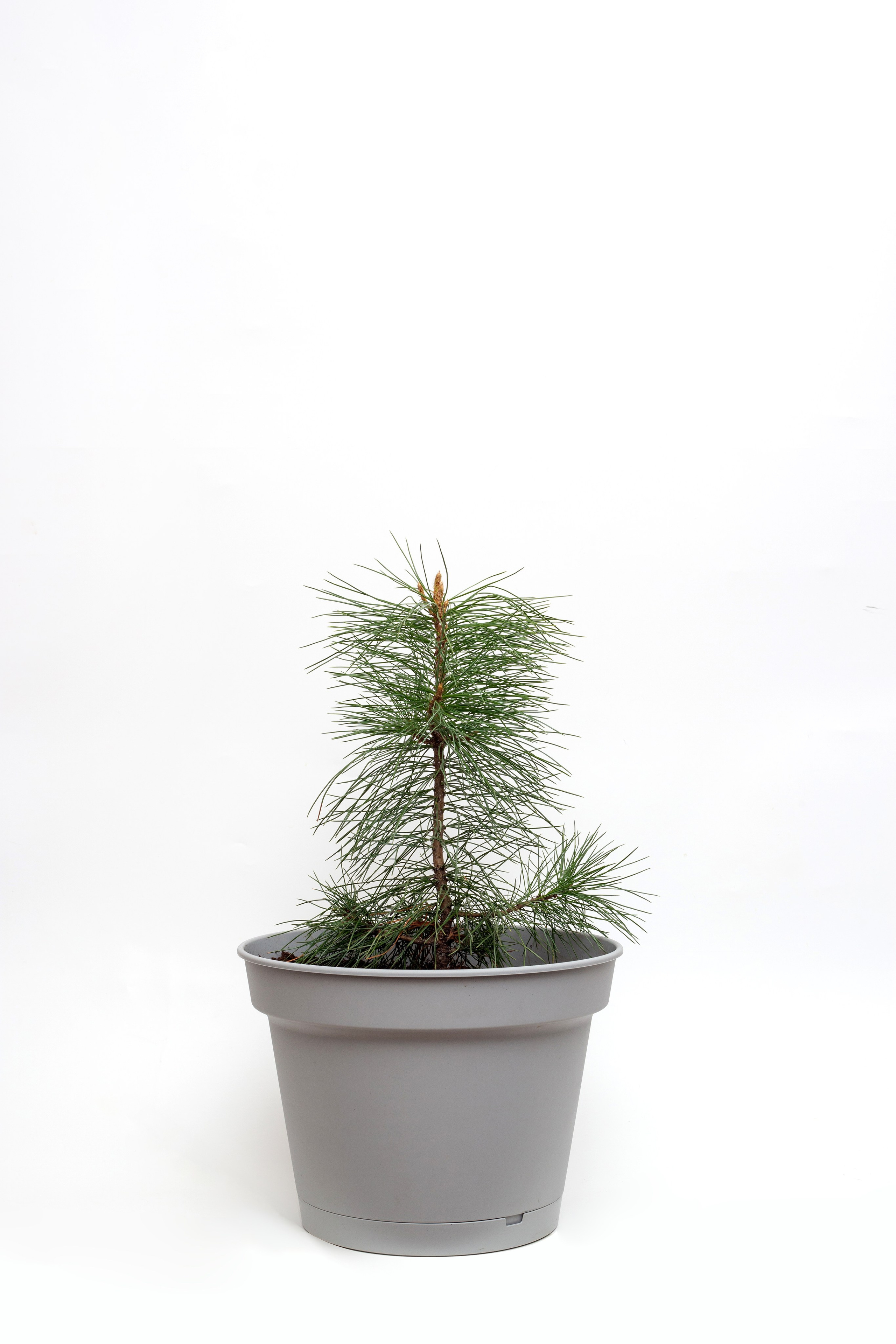 Кедры. Фотограф для различных событий, проектов, маркетплейсов, сайтов и мероприятий в Екатеринбурге