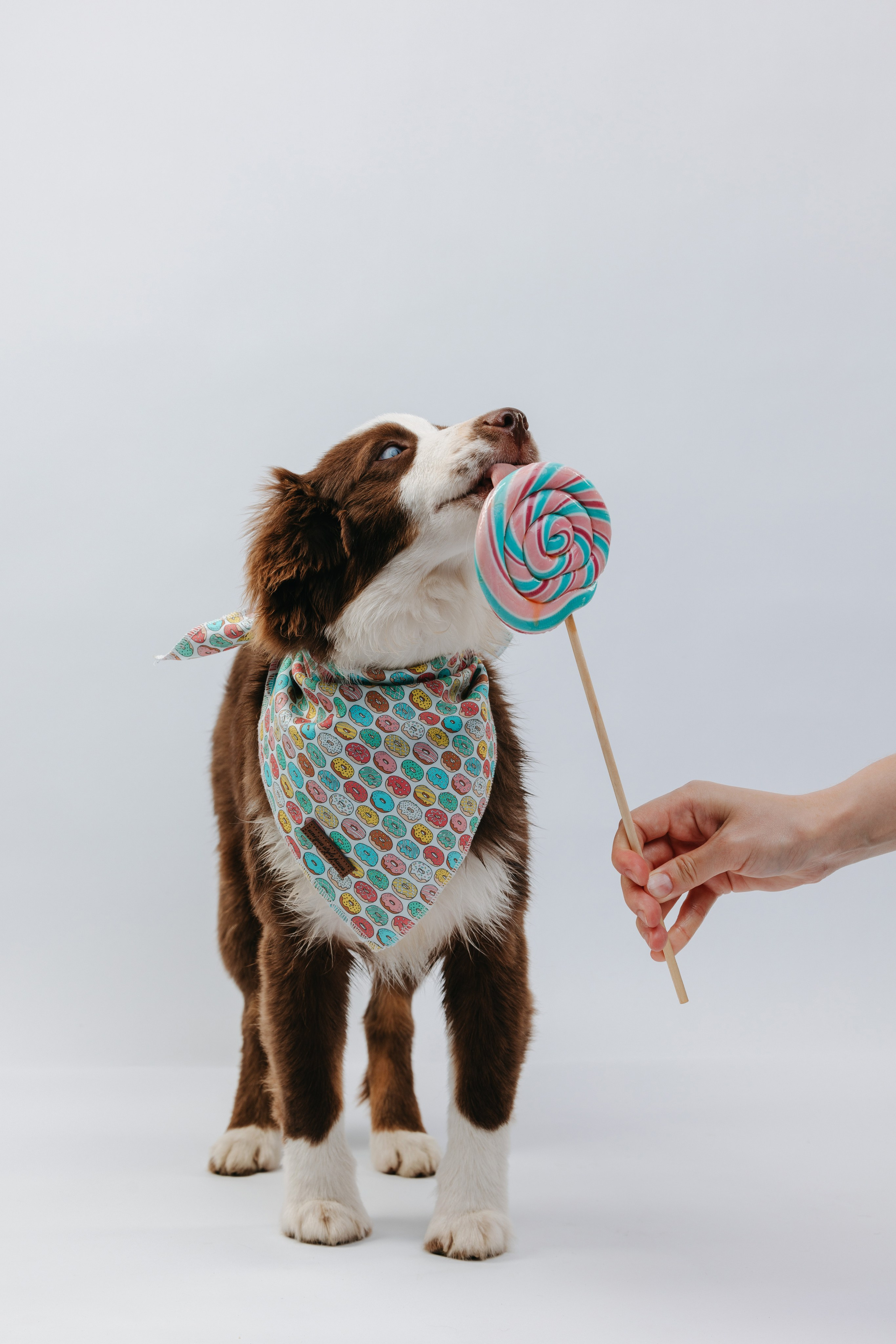 Миниаусси Дайс. Фотограф анималист Осипчикова Мария