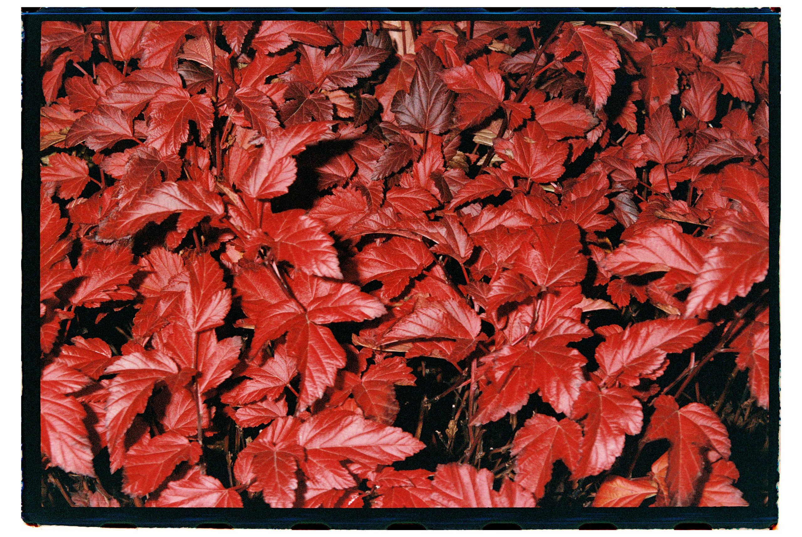 Пленочная фотография. ТАТИ | Татьяна Тихонова | фотограф | Тольятти Самара