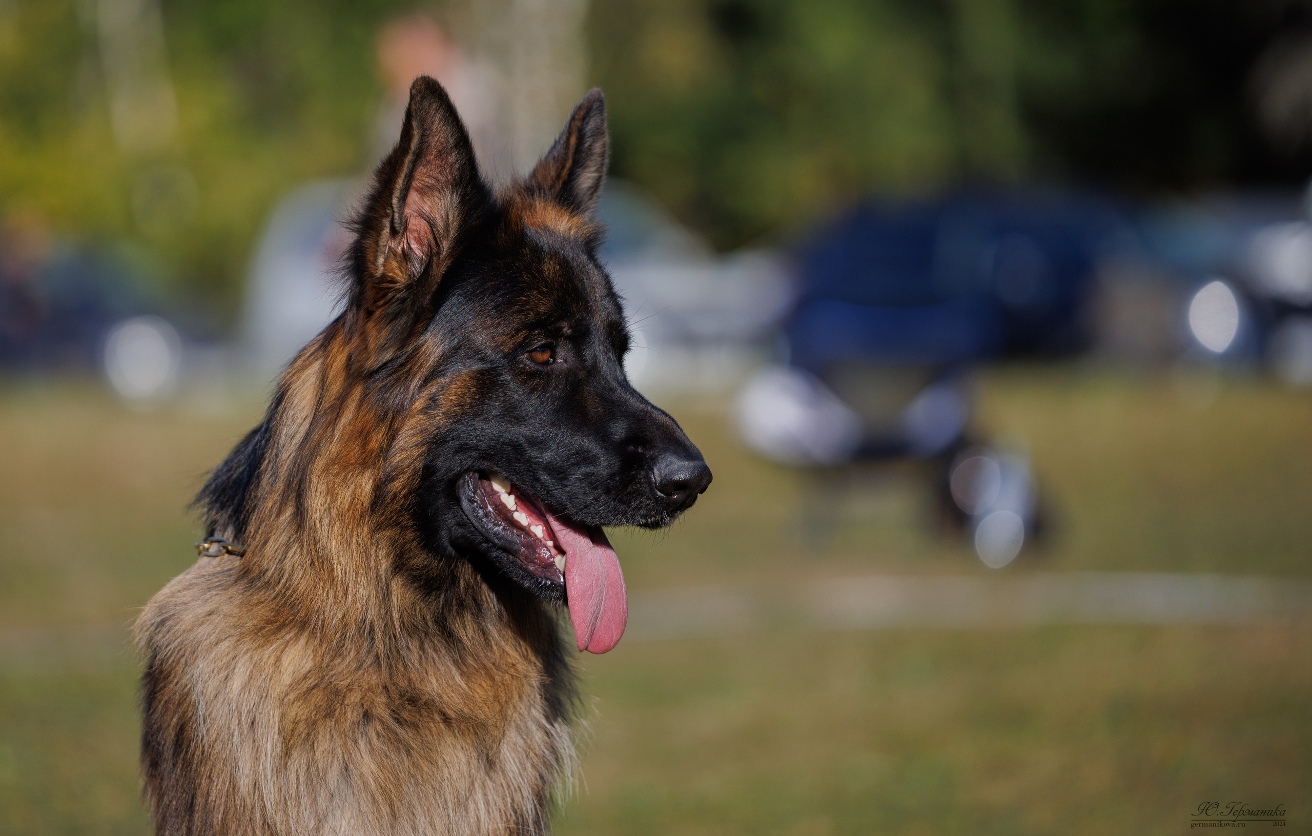 Тверь немецкие овчарки 22.09.2024. Фотограф-анималист Юлия Германика
