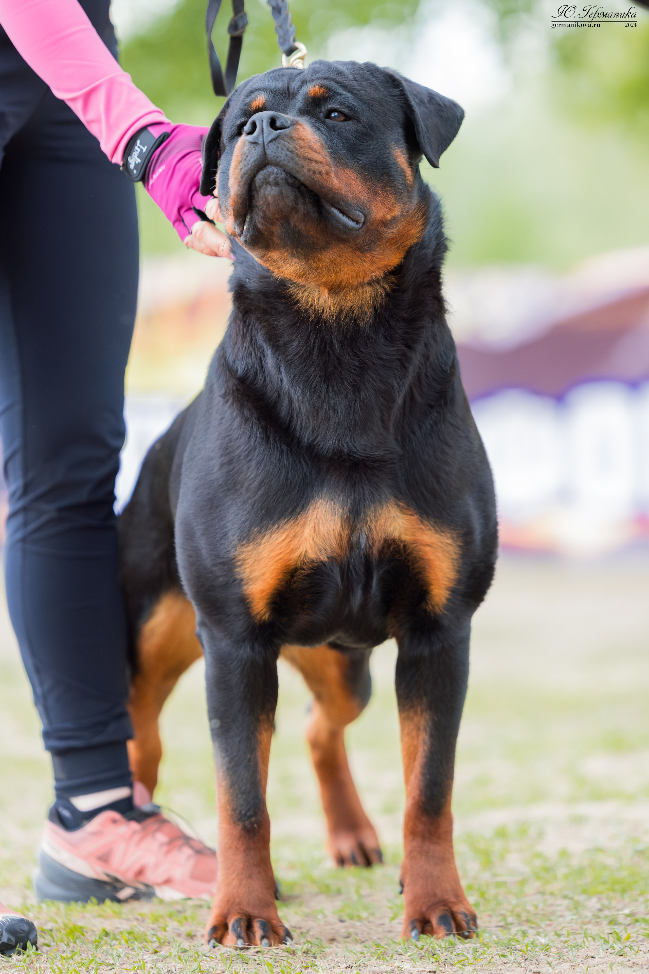 Саратов 2 х моно ротвейлеров 28-29.04.2024. Фотограф-анималист Юлия Германика