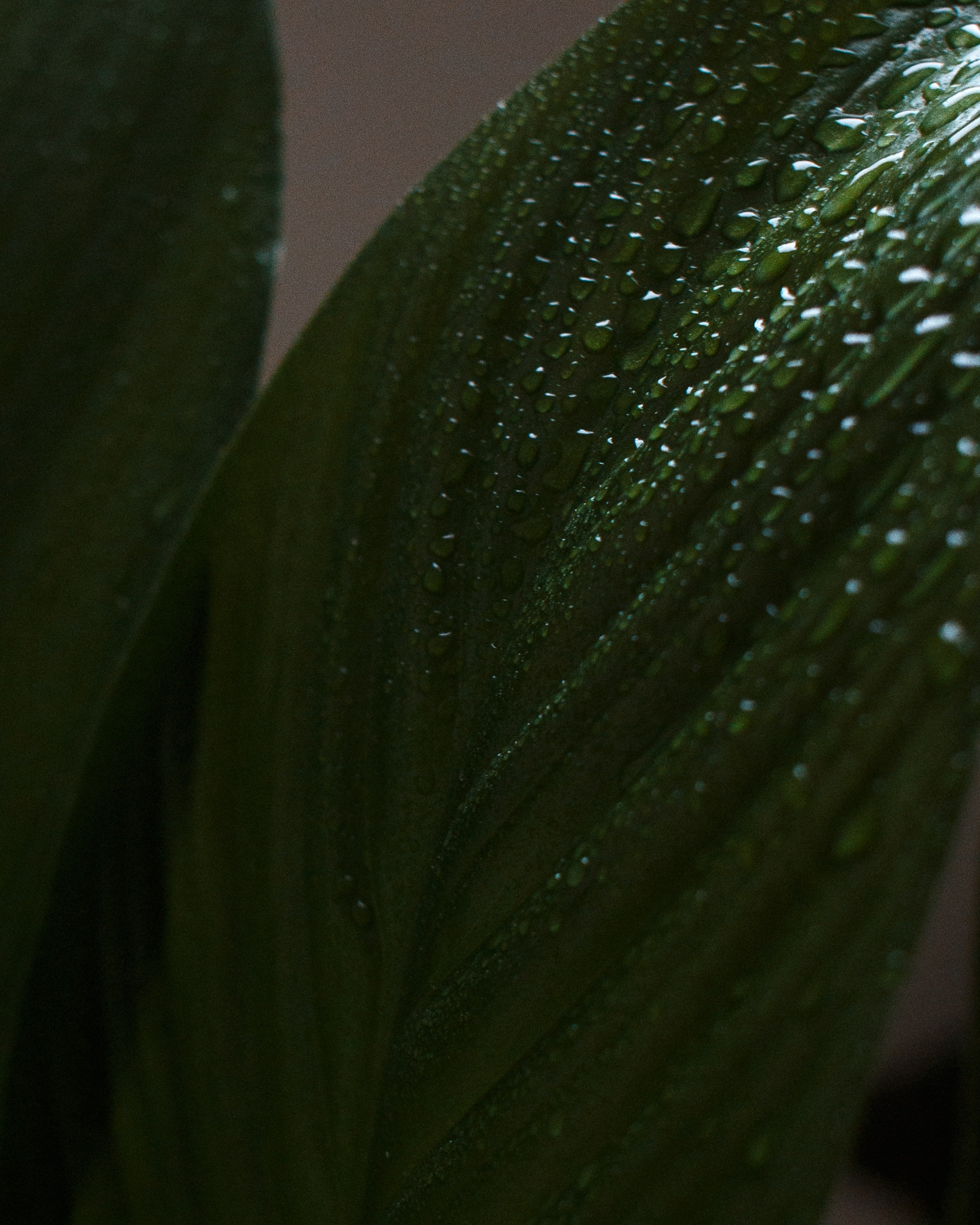 Наташа и Никита. Портретный фотограф СПб — Ира Волкова