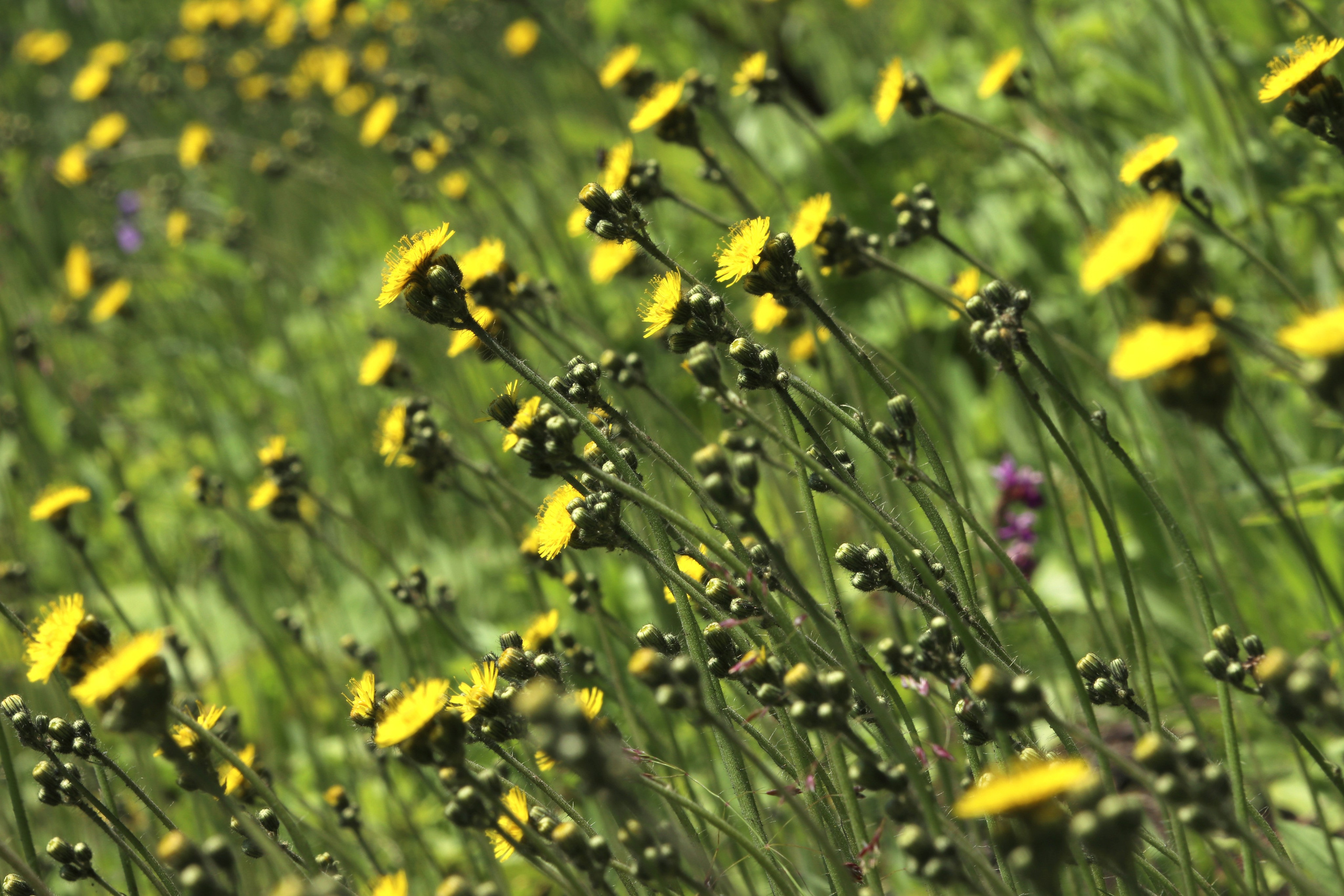 Камчатка и о. Парамушир. Июль 2024. Путешественник-фотограф из Санкт-Петербурга Татьяна Свистулина