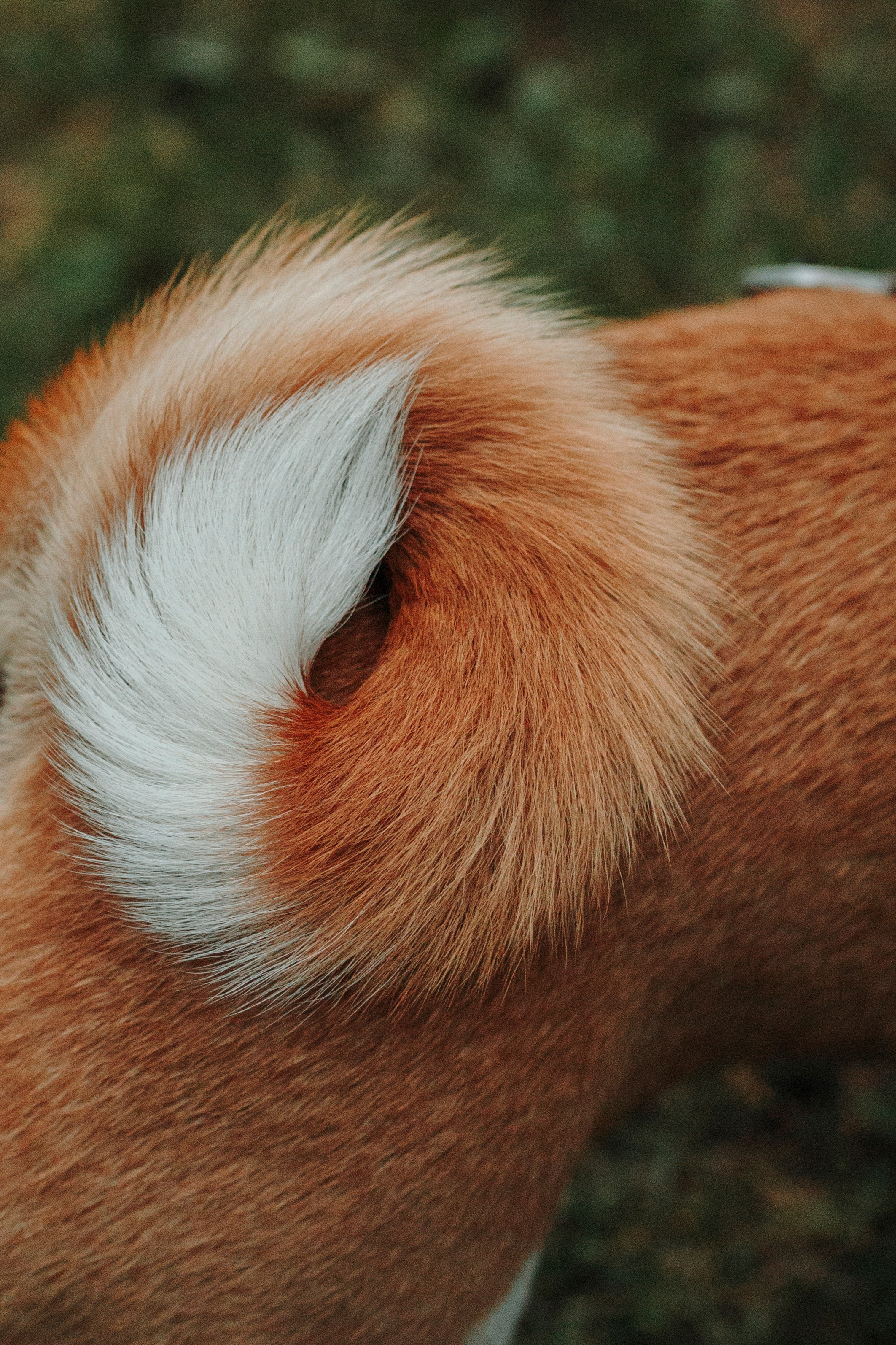 Даша и Лора. Фотограф-анималист в Санкт-Петеребурге Титова Алиса