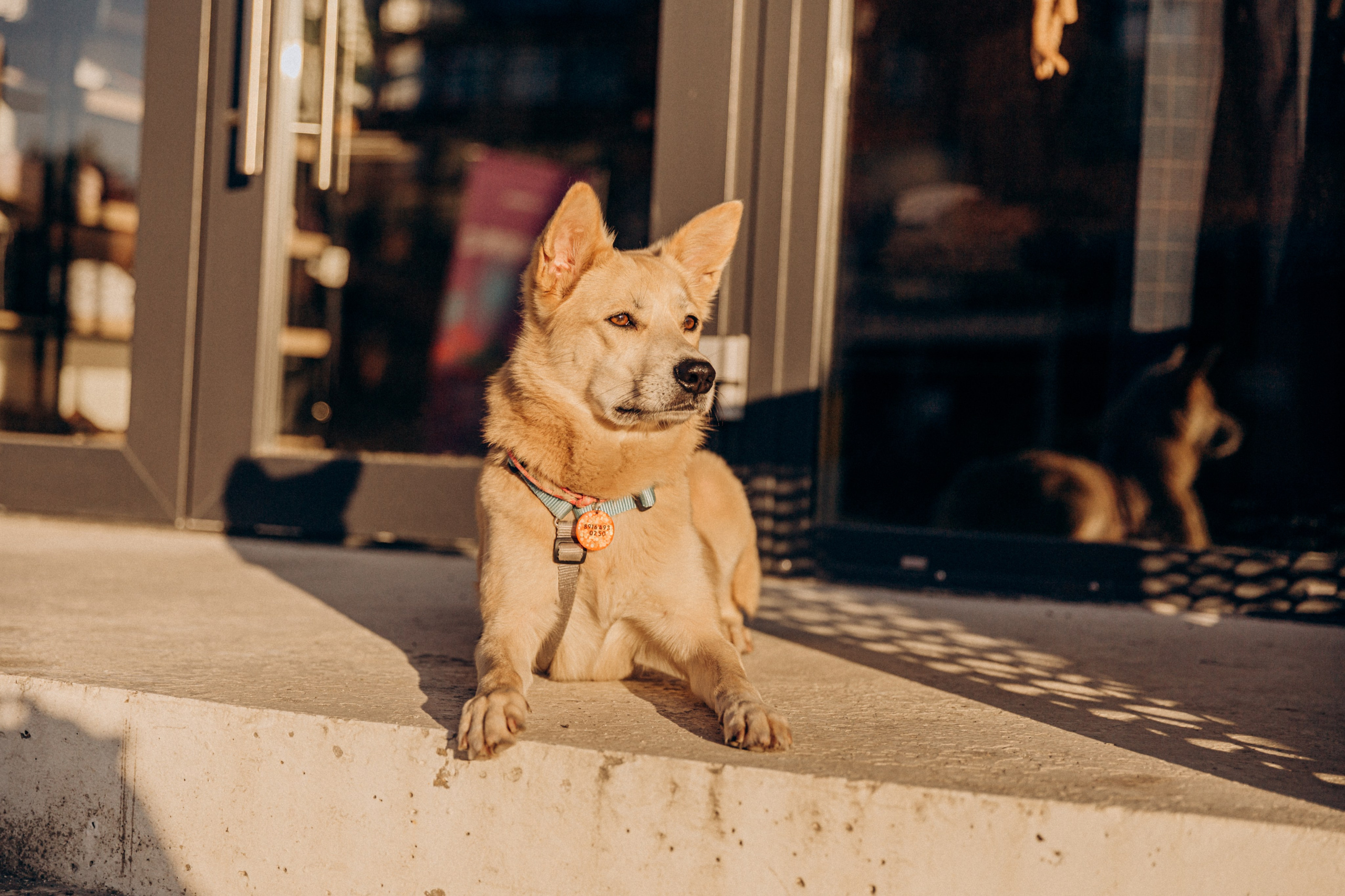 Катя и Кыса. Фотограф-анималист в Москве Соломонова Варвара