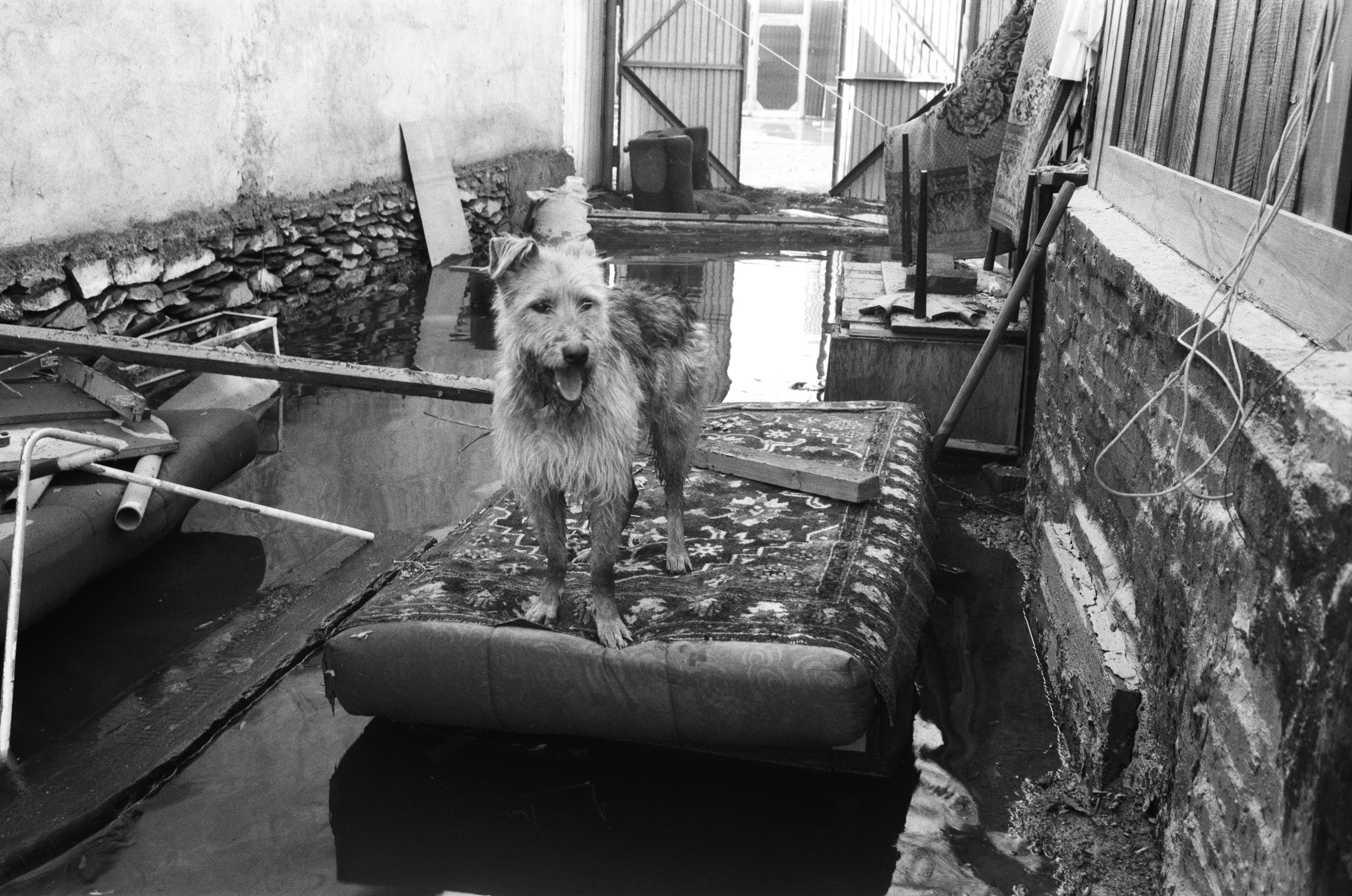 Спасшаяся собака | 11.04.2024 / г. Орск