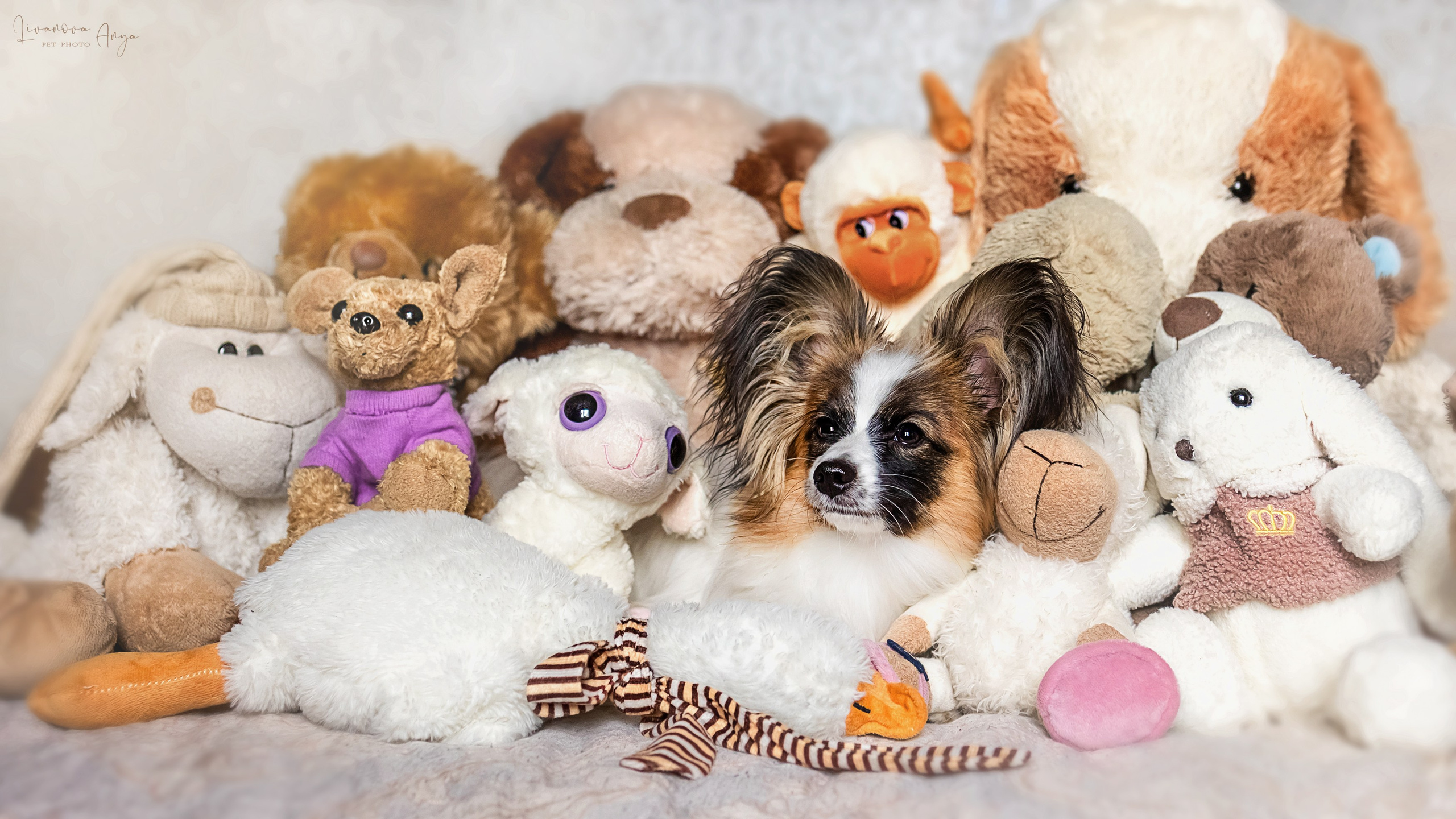 Хьюстон. Фотограф анималист Аня Ливанова | Рыбинск