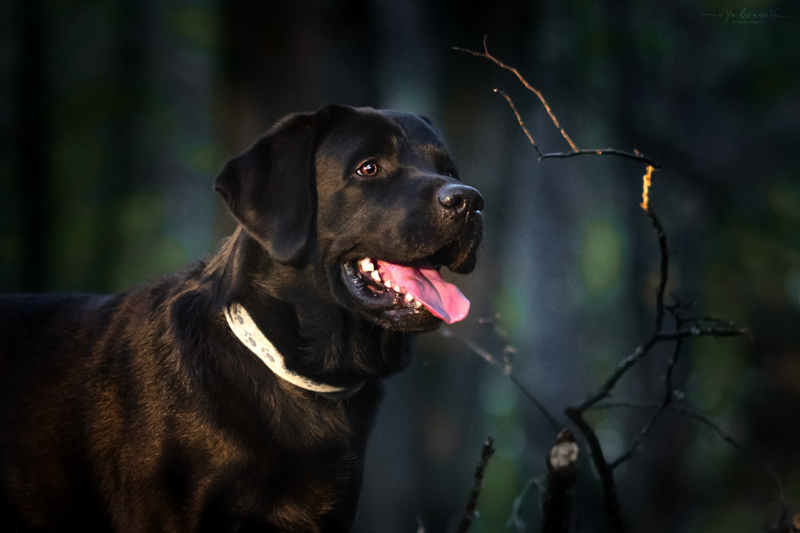 Оскар и его семья в парке. Фотограф анималист Аня Ливанова | Рыбинск
