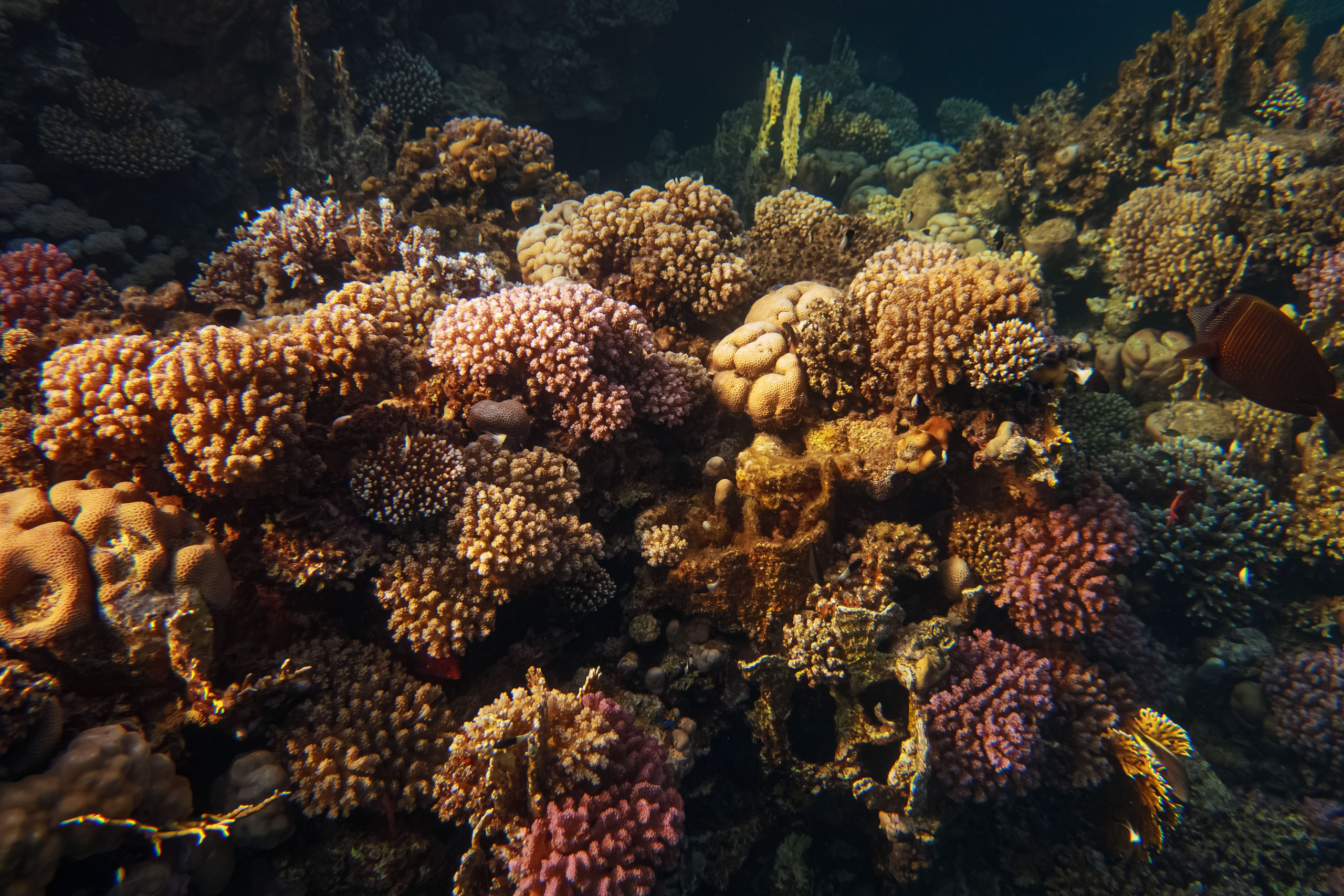 Fish. Фотограф Светлана Голицына