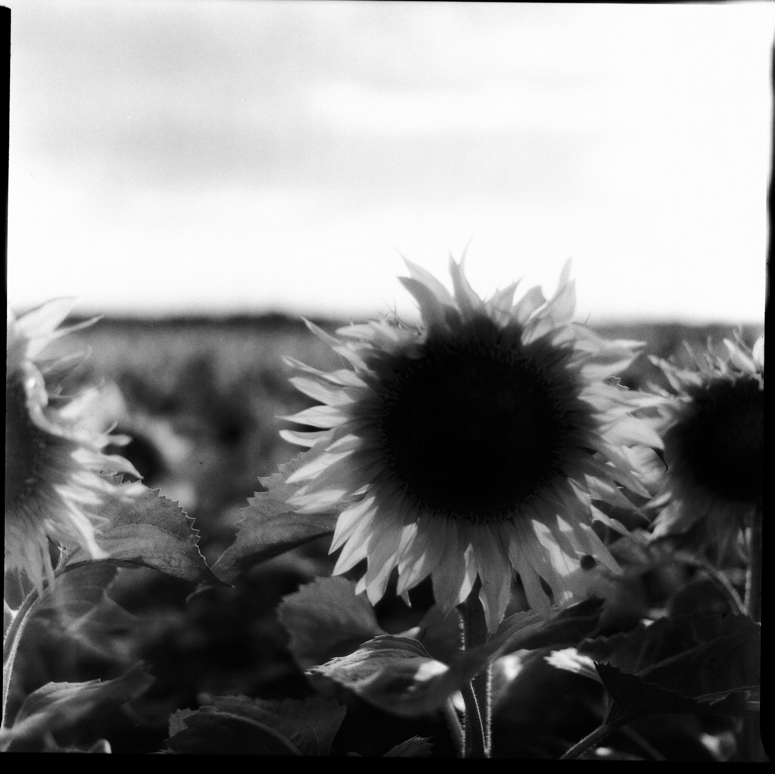 Творчество. Семейный и портретный фотограф в Минске Константин Менжинский