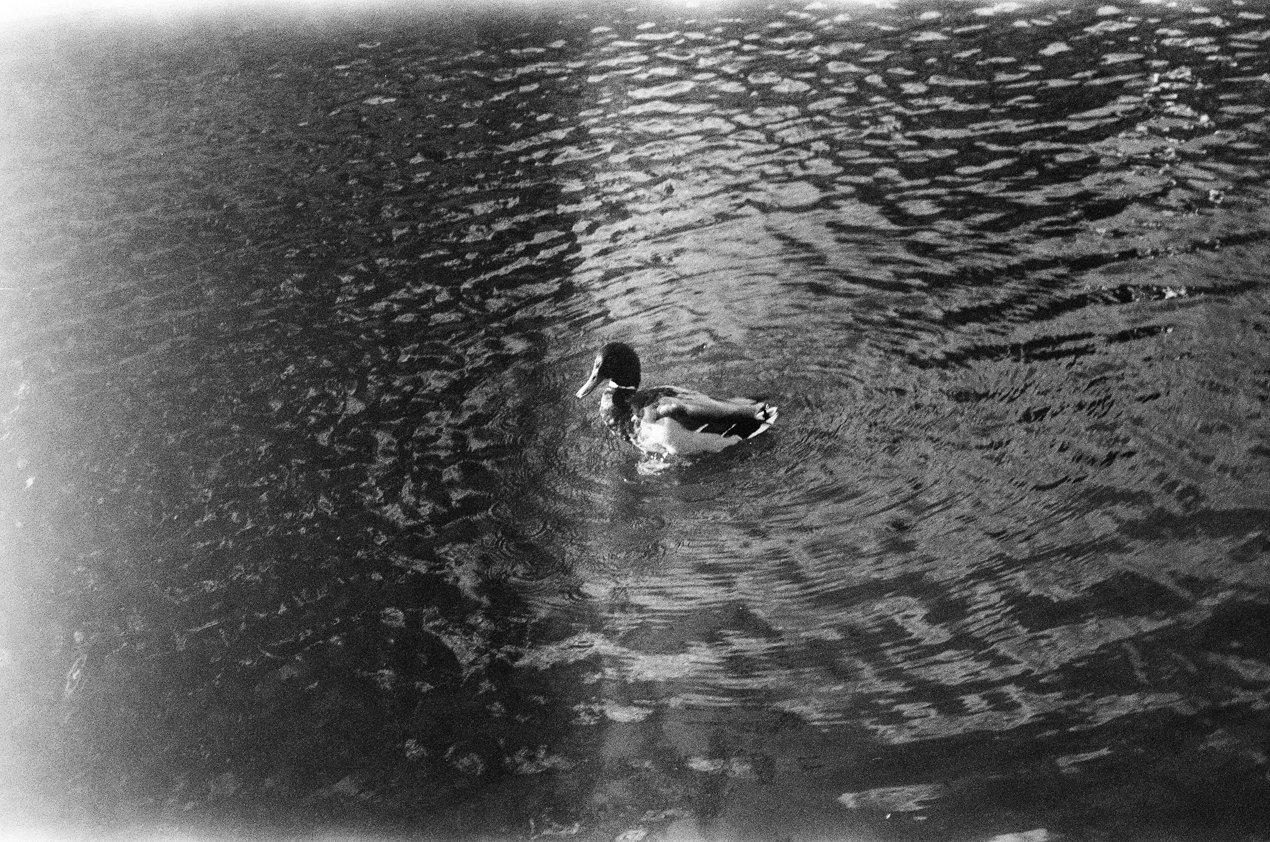 LIFE. Zheltokhov Egor