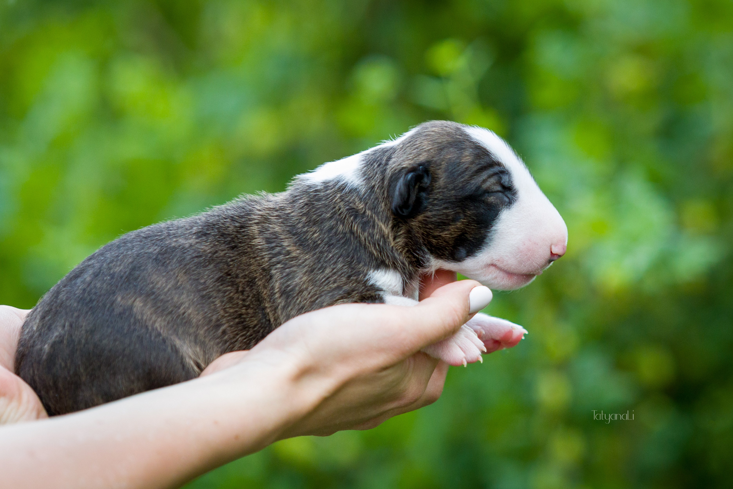 Стандартный бультерьер. Фотограф — анималист Татьяна Ли