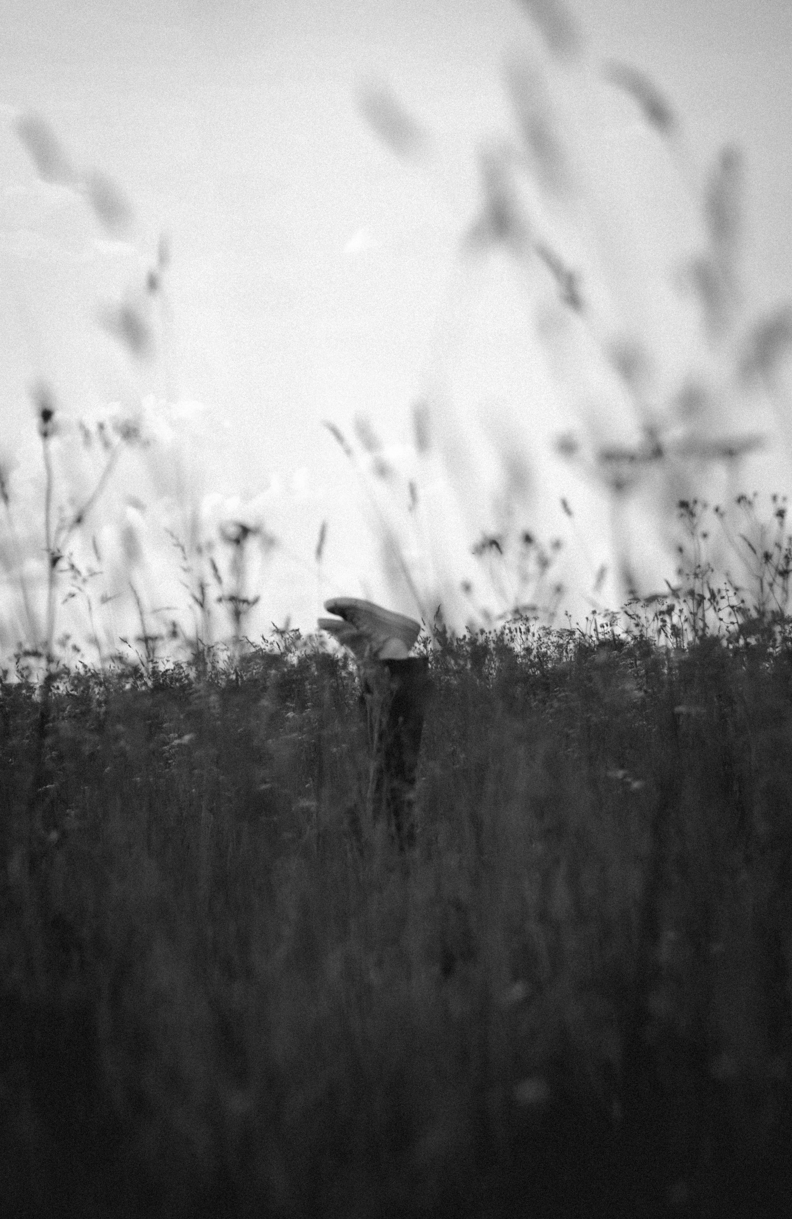 Полевые цветы. Портретный и уличный фотограф в Санкт-Петербурге Сергей Кутьин