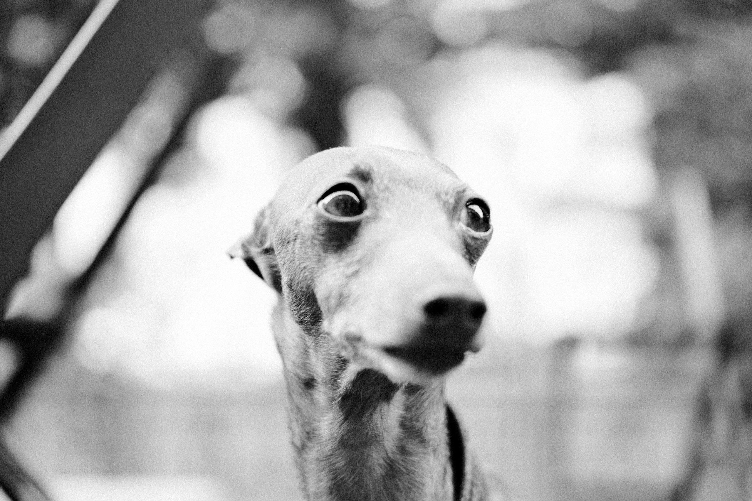 Кошки и собаки. Михаил Долганов