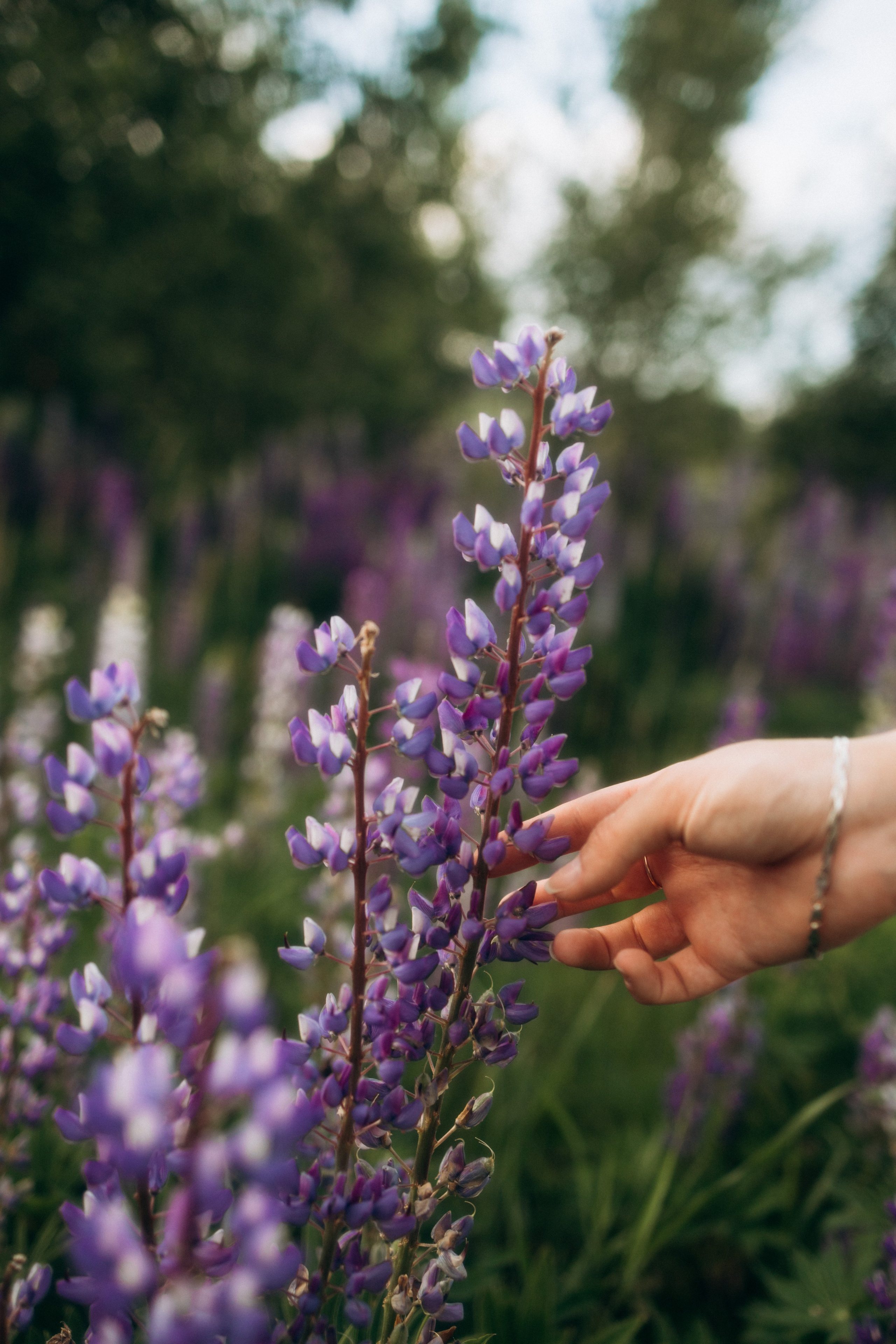 Лето. Фотограф Валерия Ковпак. Москва. Химки. Куркино