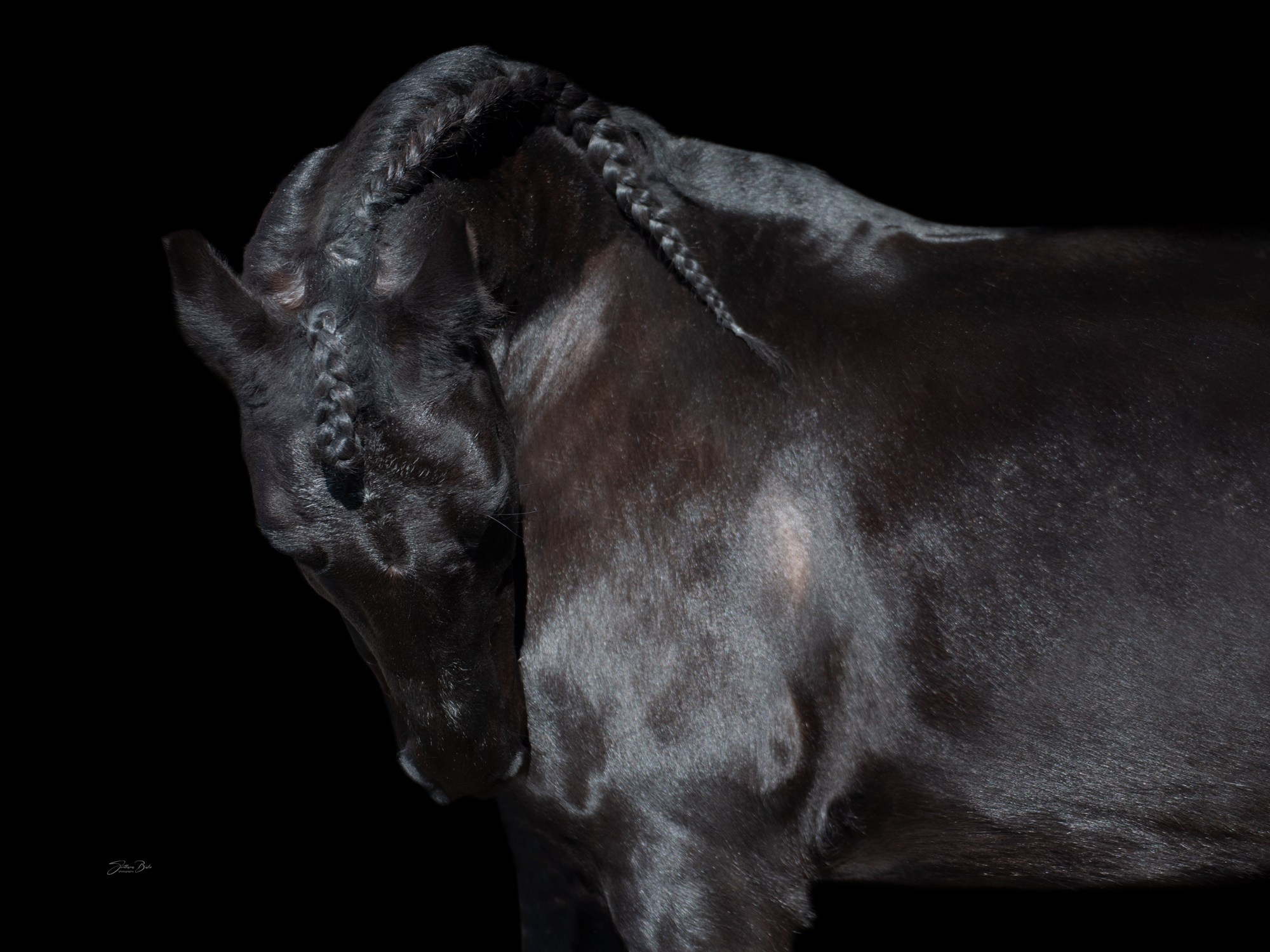 Портрет лошади, лошадь, конь, фото лошади, фотография лошади, конный фотограф, съемка лошадей, фотограф лошадей, конная фотография, конный фотограф, конный фотограф в спб, профессиональный фотограф спб, фотограф спб, ахалтекинец, рысак, спортивная лошадь, конный клуб, фотосессия с лошадьми, тракененская лошадь, тяжеловоз, мезенская лошадь, мезенка, мезенская порода лошадей, алтайская лошадь, лошадь в пятнах, аборигенная порода, вороная лошадь, рыжая лошадь