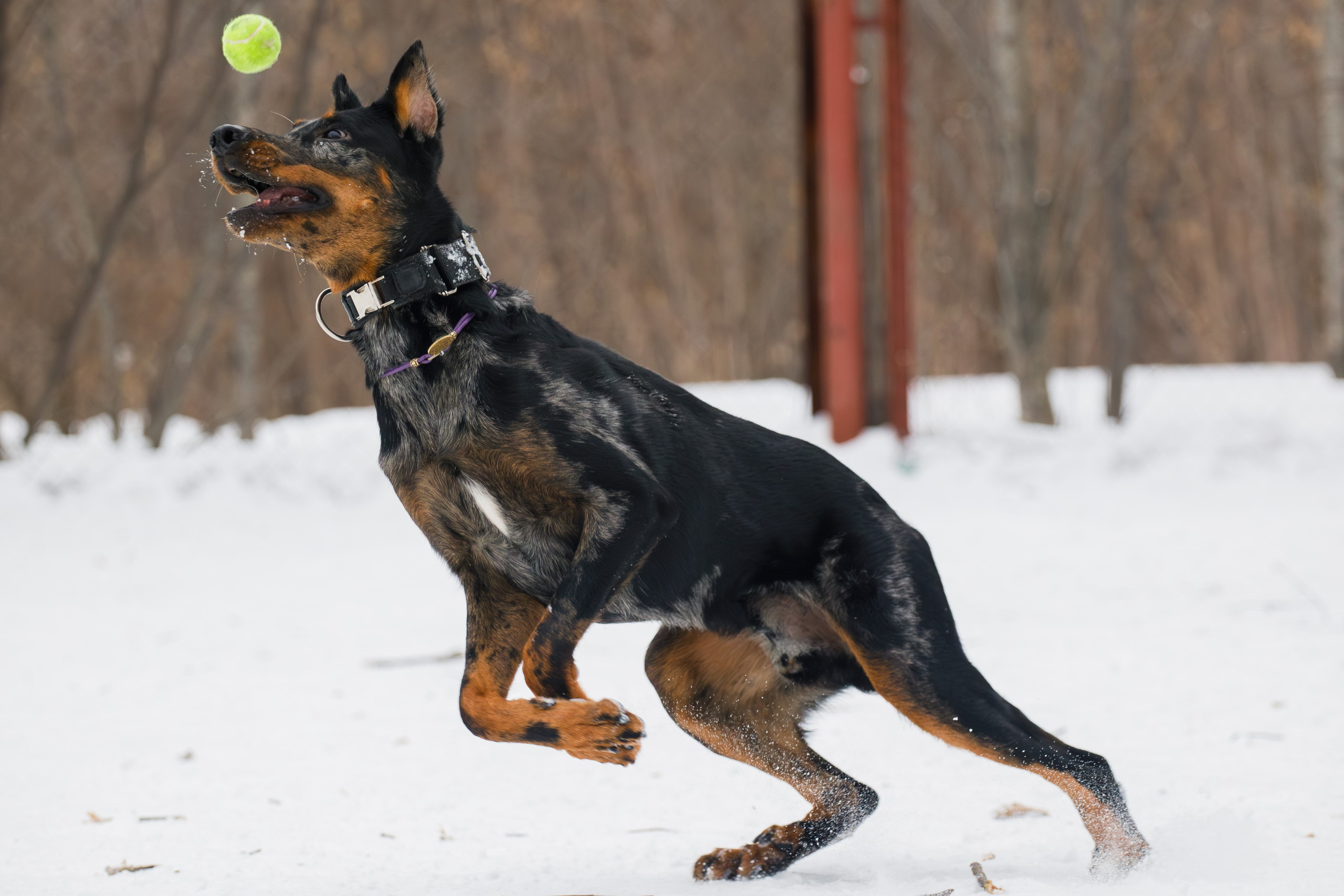 Андрей и Олимп. Фотограф Екатерина Козловская