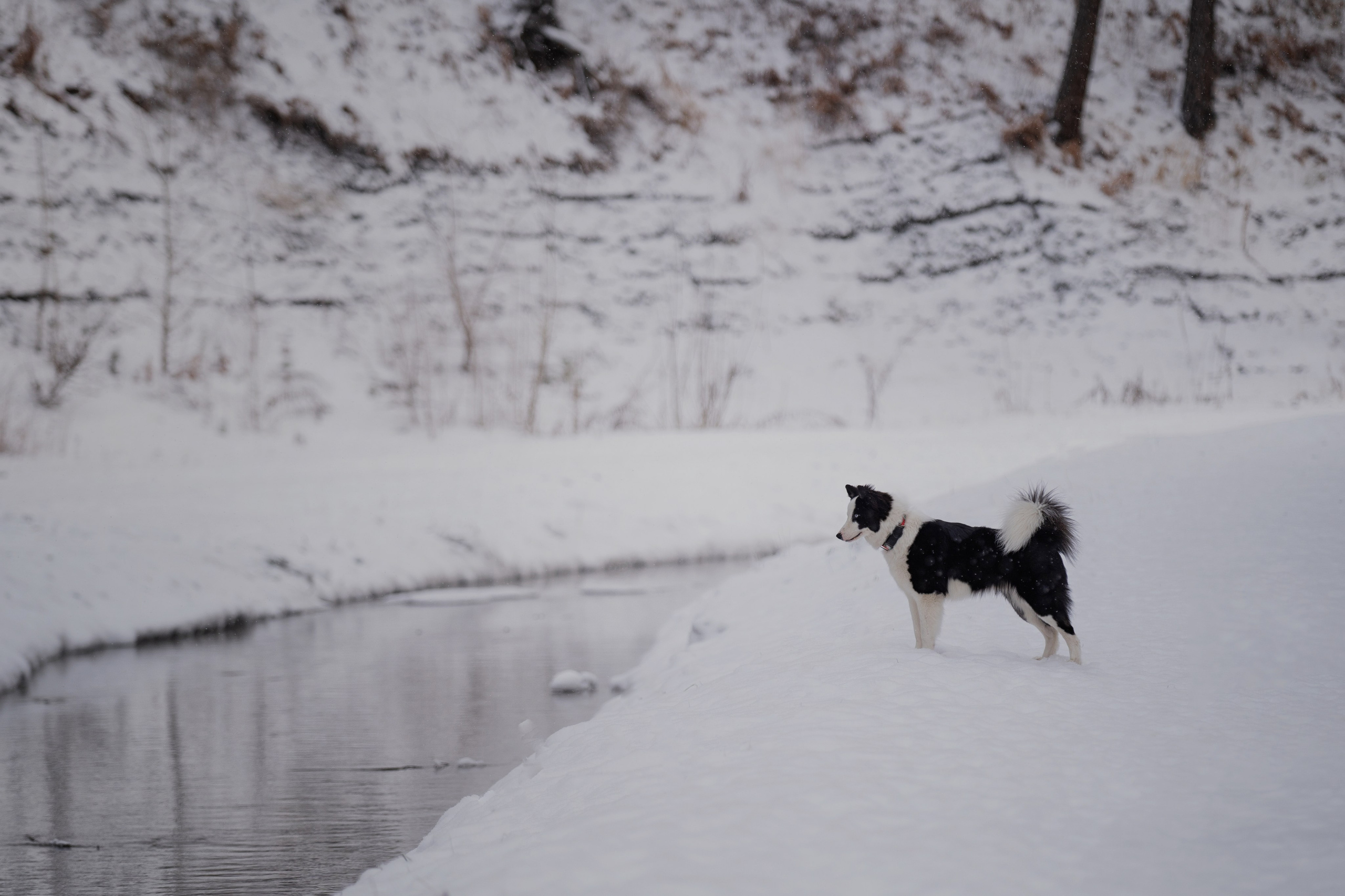 Ликер. Kameramotor74