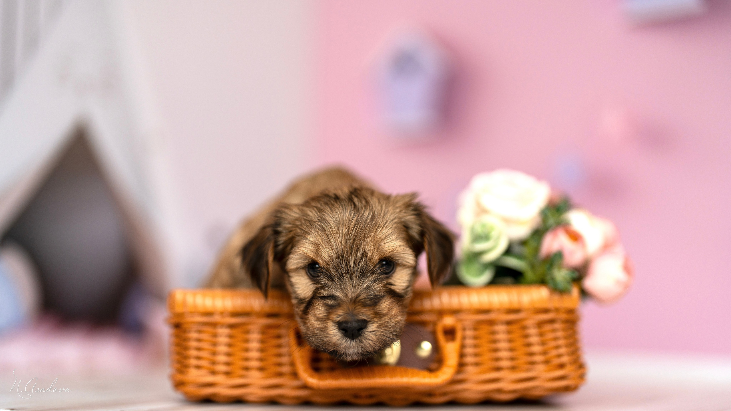 Тибетские терьеры 1мес. Фотограф-анималист Асадова