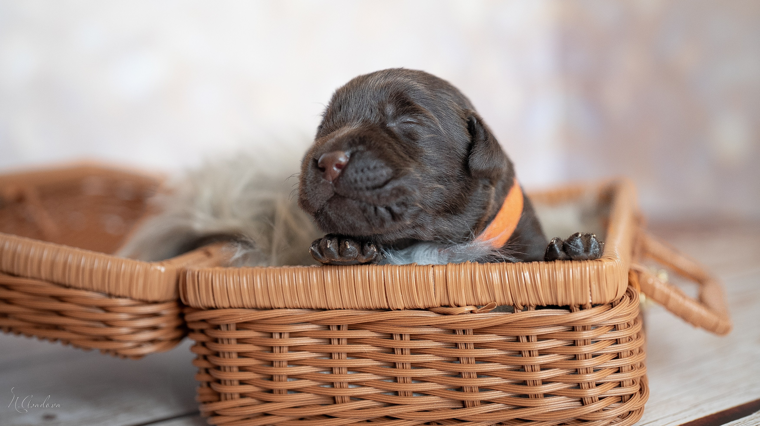 Новорожденные лабрадоры. Фотограф-анималист Асадова