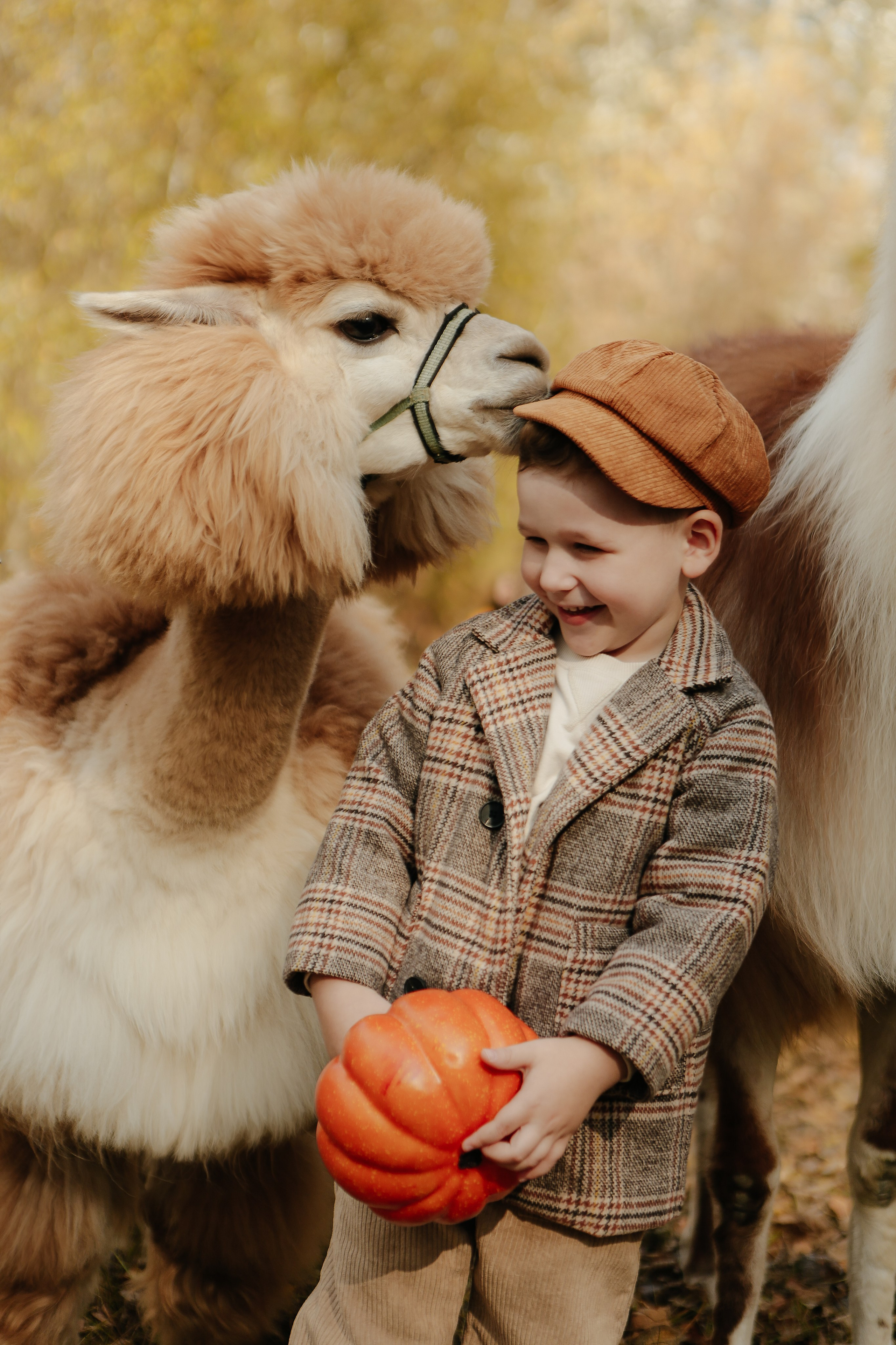 Альпаки. Семейный и детский фотограф в Москве Александра Мак