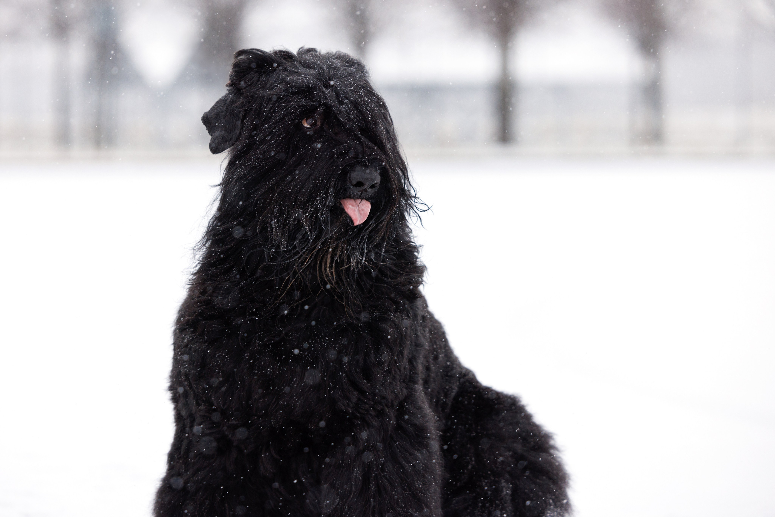 Санкт-Петербург 14.12.2024 ОС. Фотограф-анималист Юлия Германика