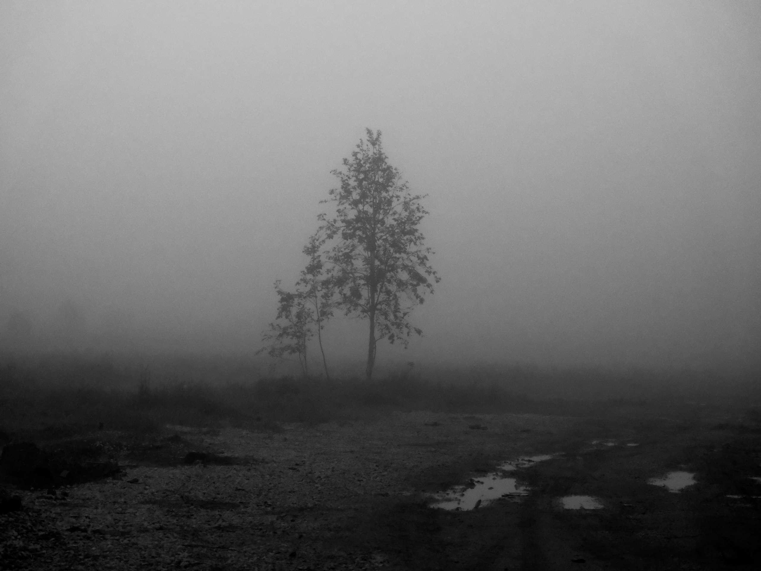 Фотокарточки. Хурма — Назаренко Олесь