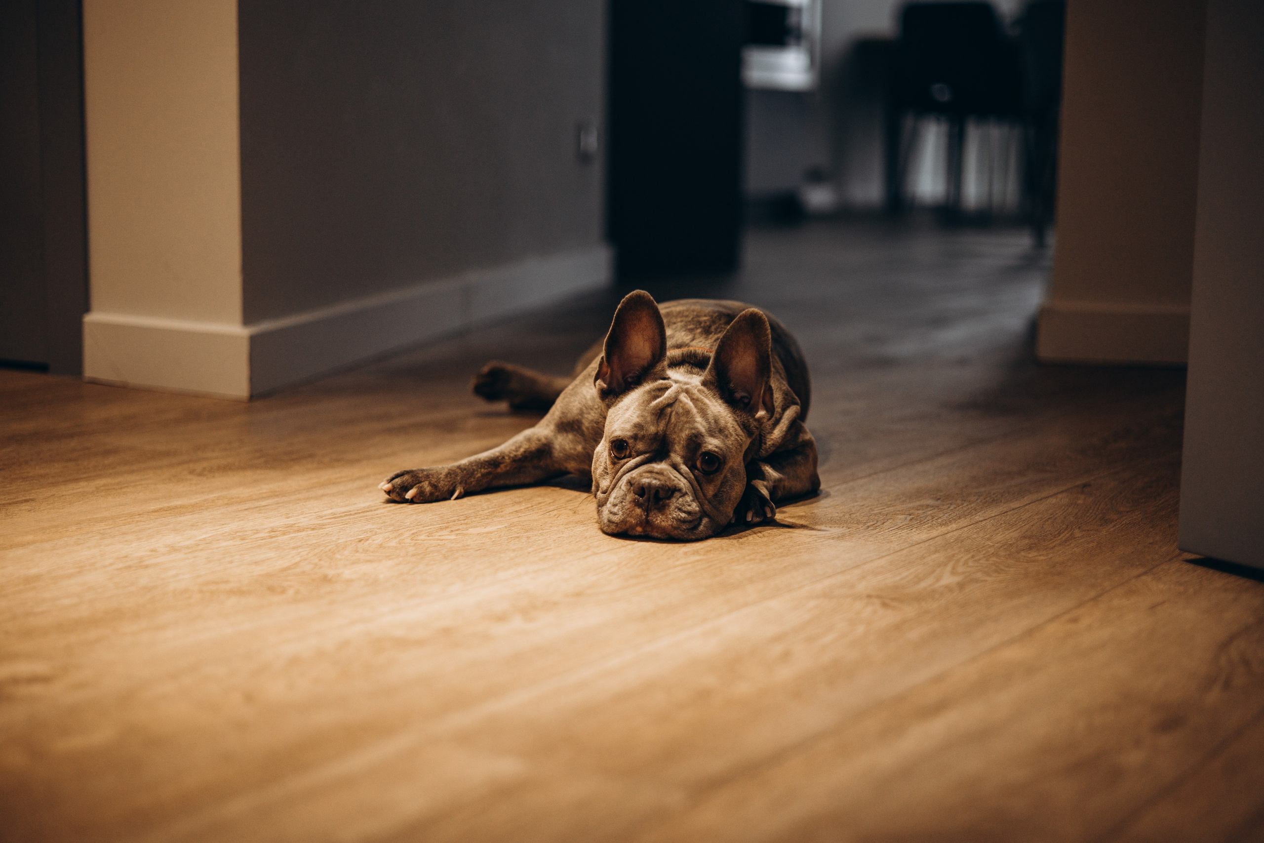 Соня и ее семья. Фотограф — Анималист | Санкт-Петербург