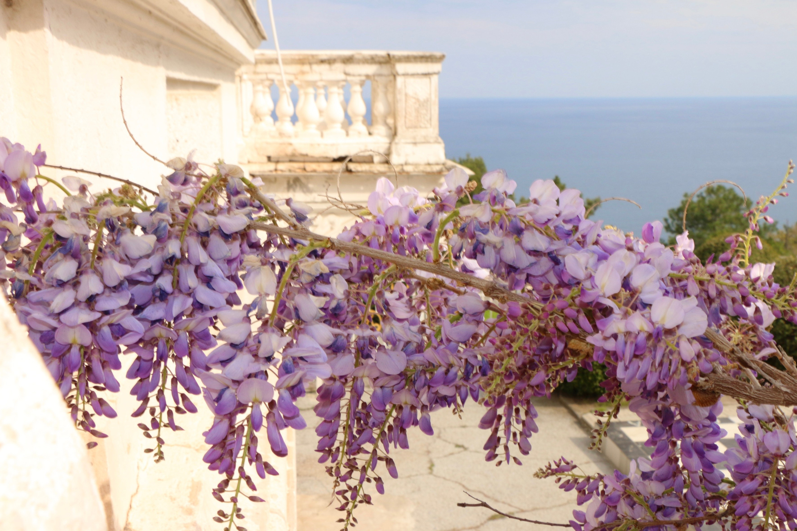 Природа. Семейный и детский фотограф в Ялте Ольга Солерина