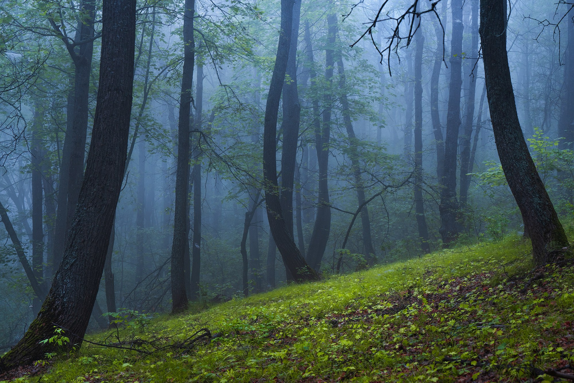 Лето, лес, деревья…. Пейзажный фотограф Руслан Лукманов