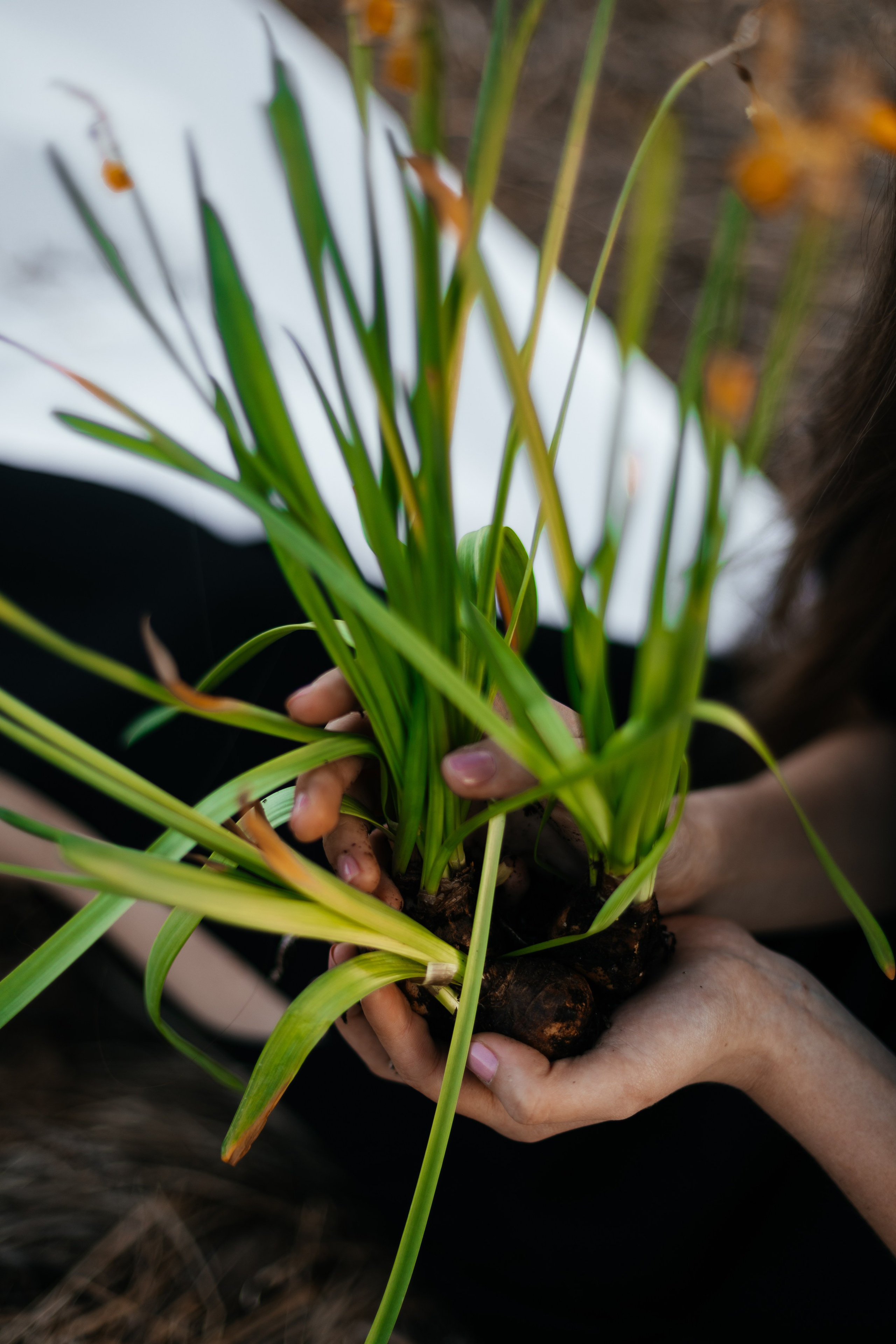 BIRD. Ваш фотограф Любовь Чистякова