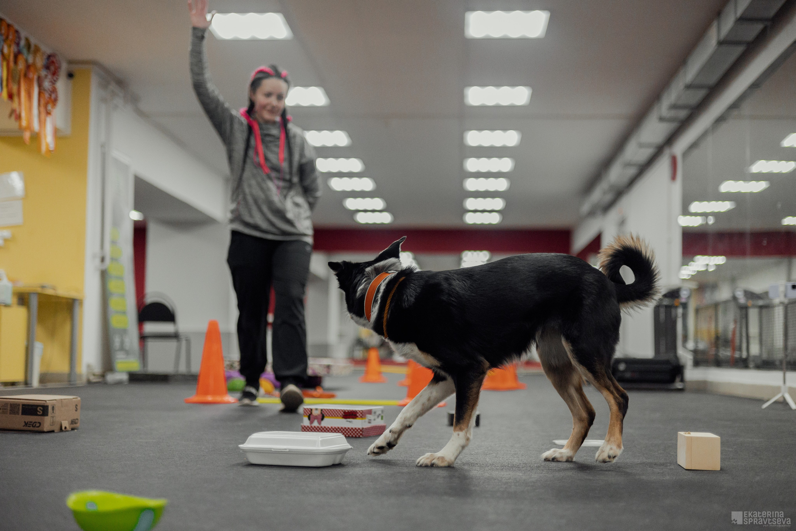 NoseWork. Фотограф Анималист Екатерина Справцева в Нижнем Новгороде