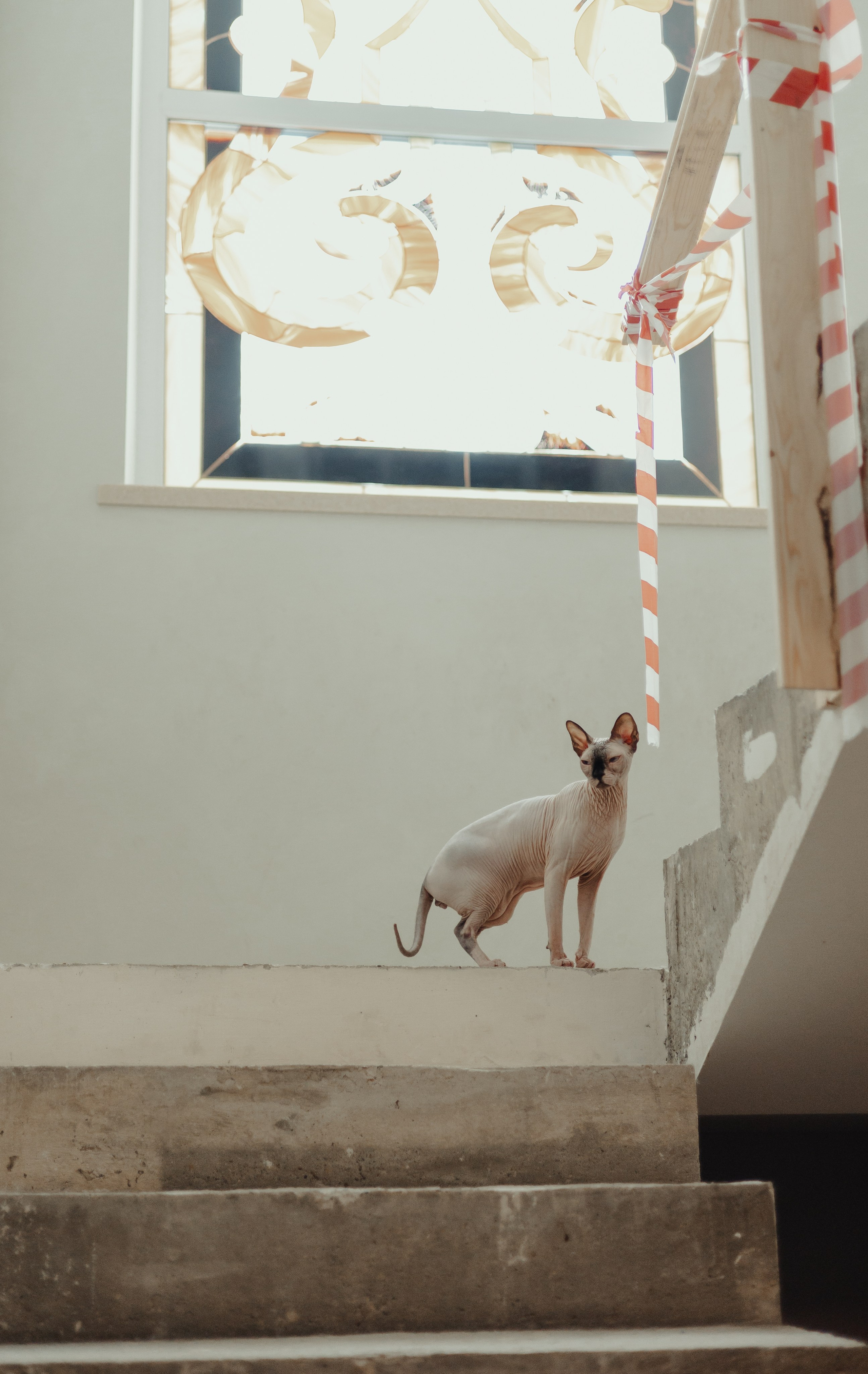 Алина, Илья и их хвосты. Фотограф Анималист Екатерина Справцева в Нижнем Новгороде