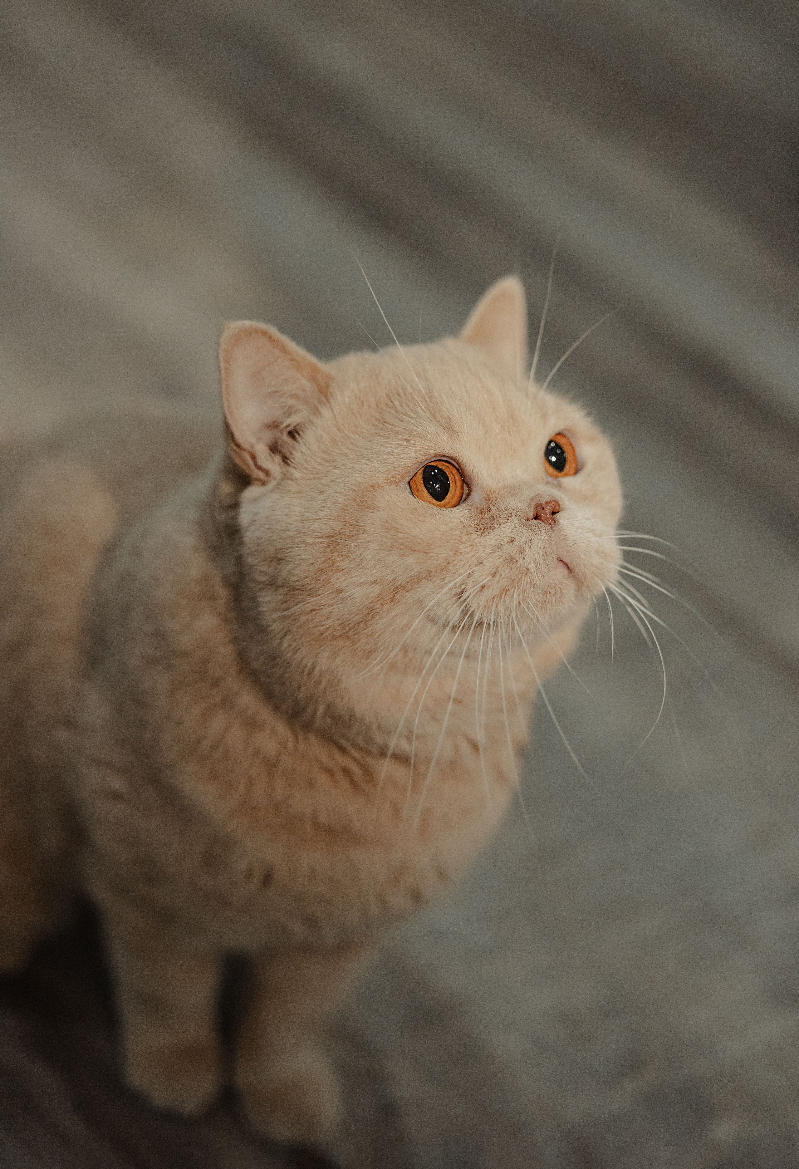 Иксик, Маффин и Надя. Фотограф Анималист Екатерина Справцева в Нижнем Новгороде