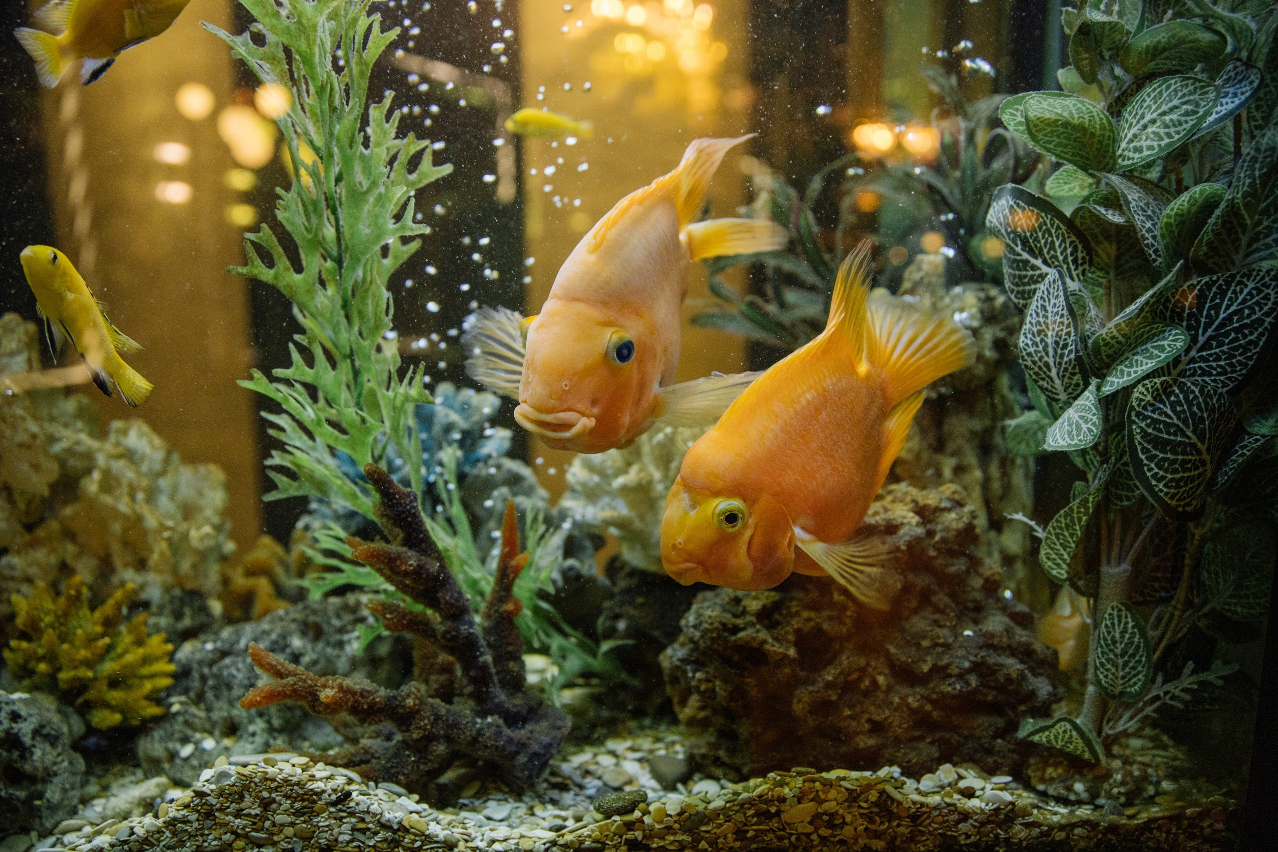 Cheeseria. Свадебный фотограф в Казани, РТ, РФ Миннуллин Динар