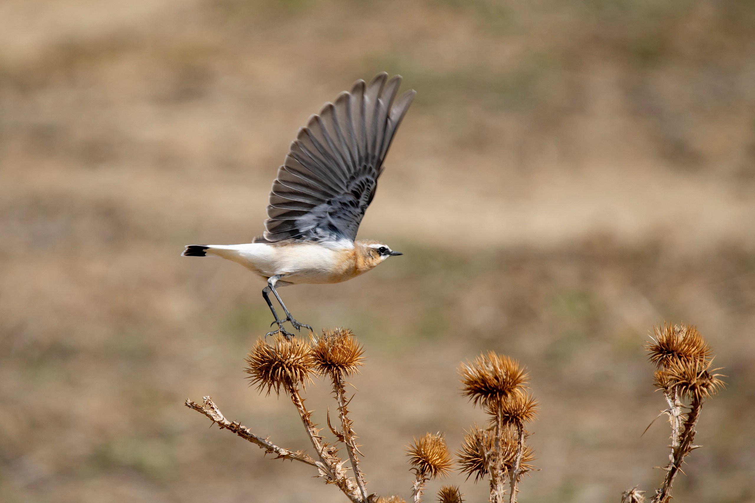 Природа Дагестана, сентябрь 2024. Foto-Zuev фотография как искусство