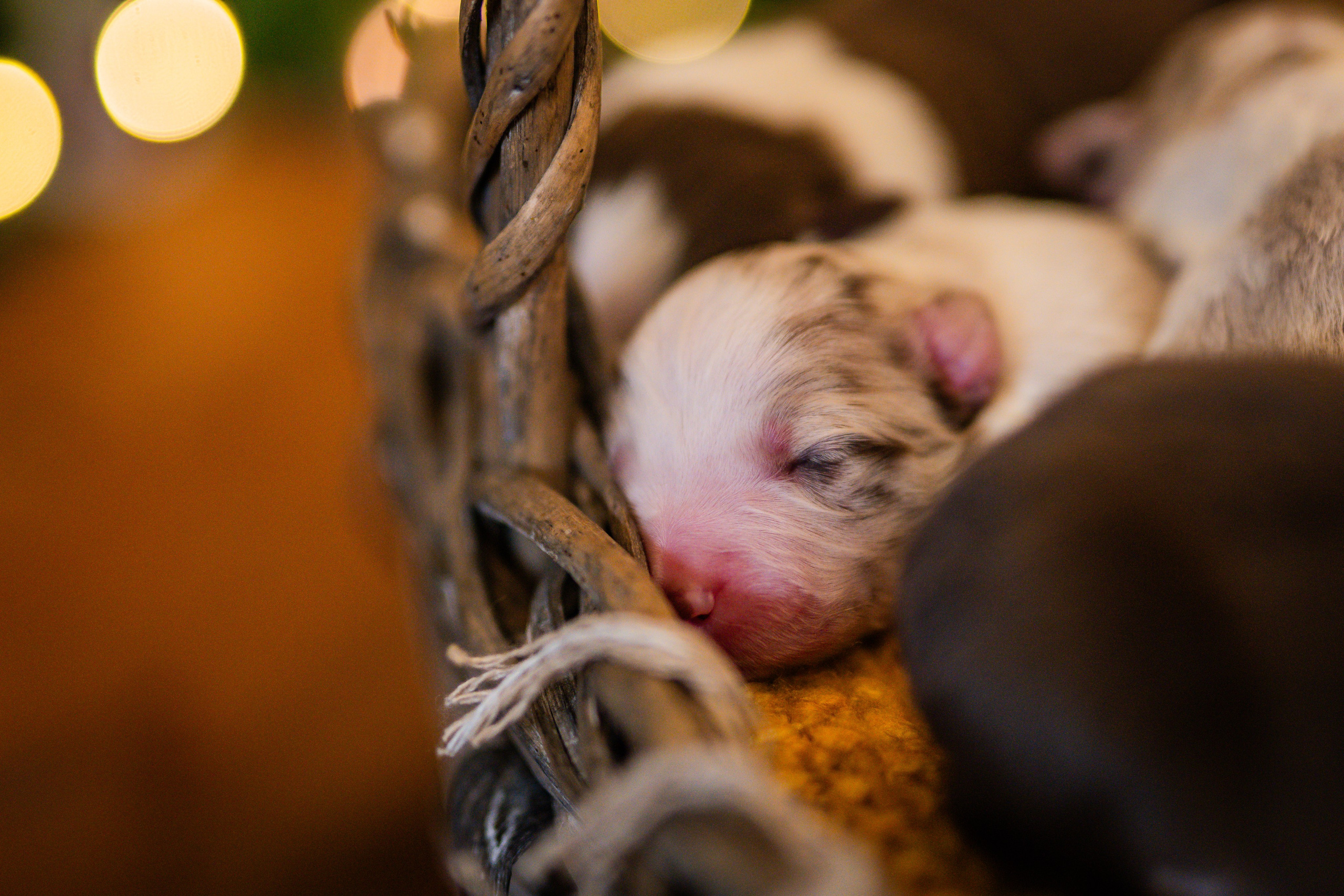 Фритсвит. Семейный фотограф Ефремова Виктория