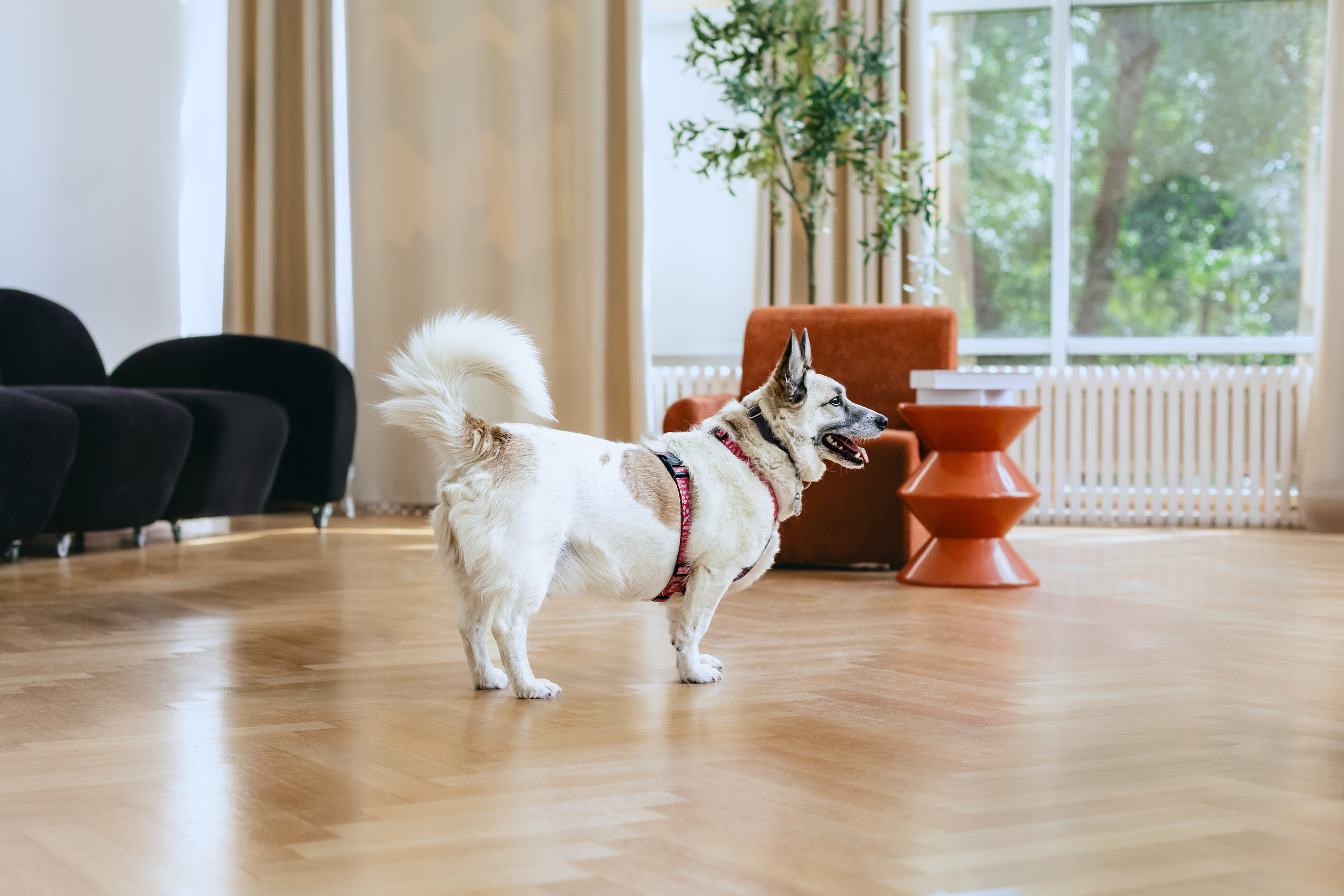 Студия лето 2025. Фотограф-анималист Татьяна Степанова