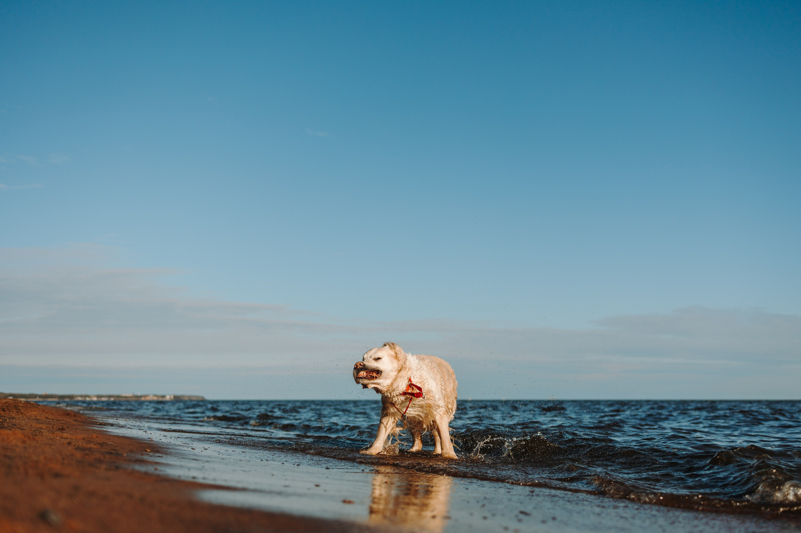 Катя и ее девочки. Фотограф — Анималист | Санкт-Петербург