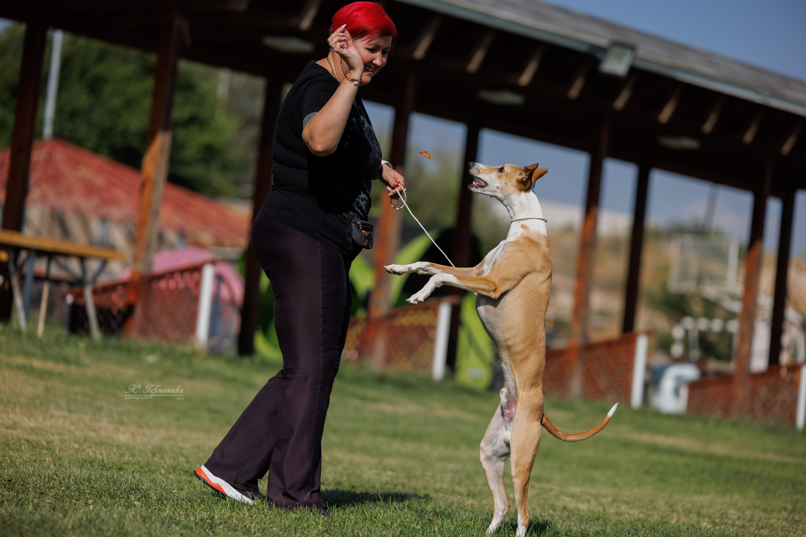 Ереван 3хCACIB 23-25.06.2025. Фотограф-анималист Юлия Германика
