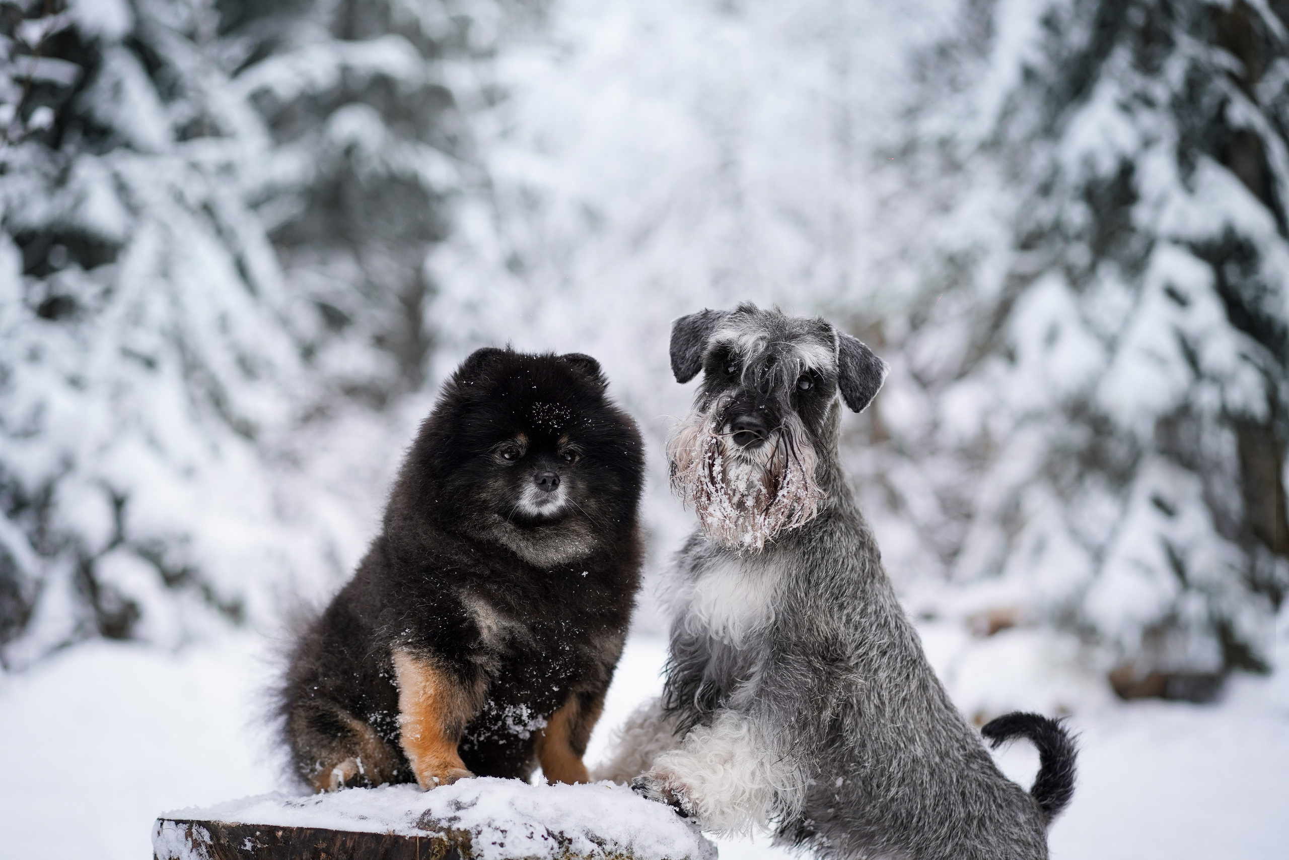 Бенчи и Арчи. Фотограф-анималист в Санкт-Петербурге Яна Мартынова